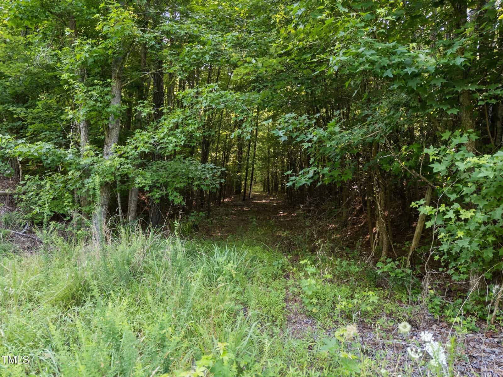 A dirt path leads into a dense green forest with tall trees and thick undergrowth. Sunlight filters through the leaves, creating patches of light on the ground.