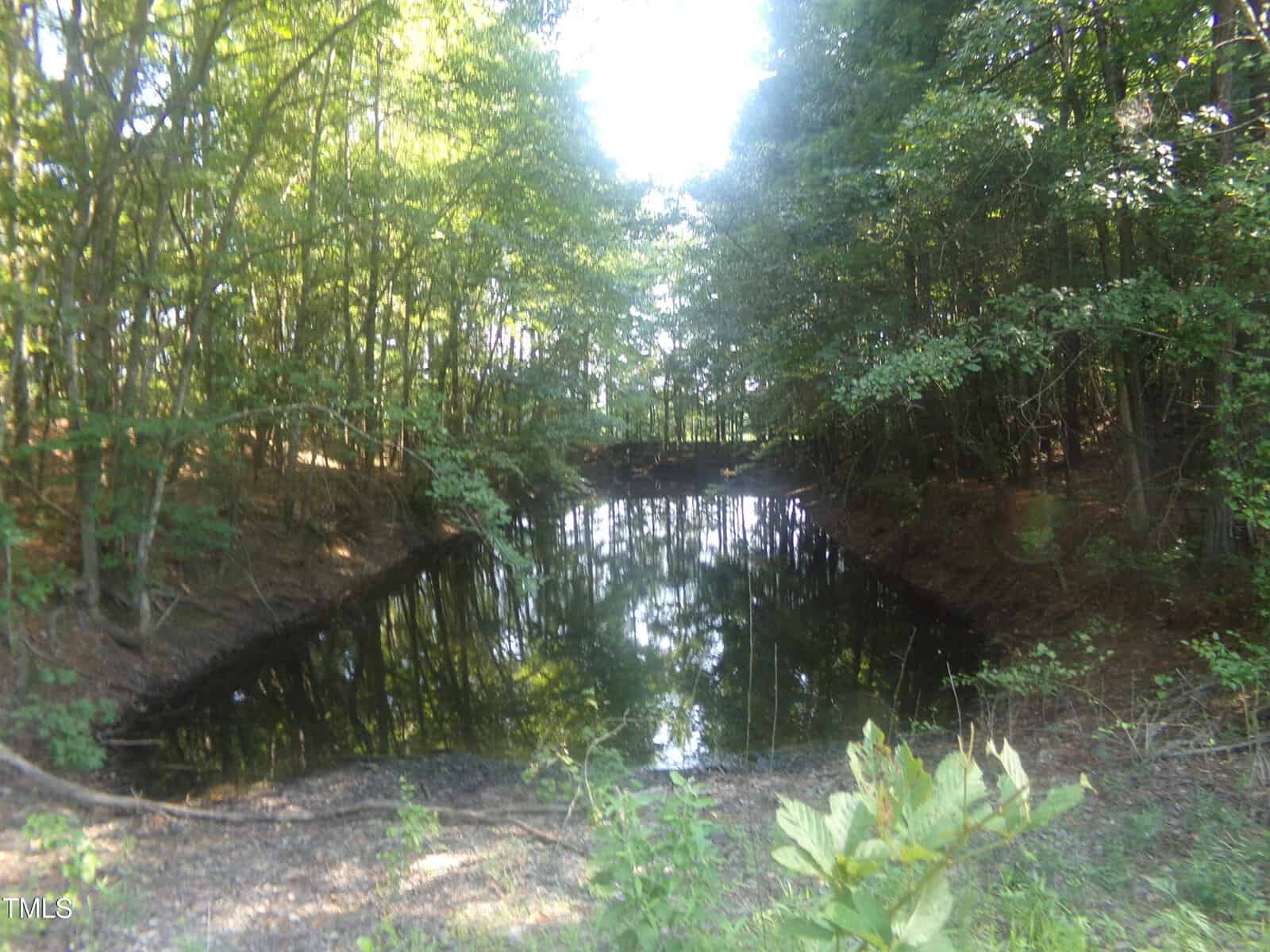 A small pond surrounded by dense trees on both sides, with sunlight filtering through the leaves and reflecting on the water. The foreground shows shrubs and bare ground near the pond’s edge.