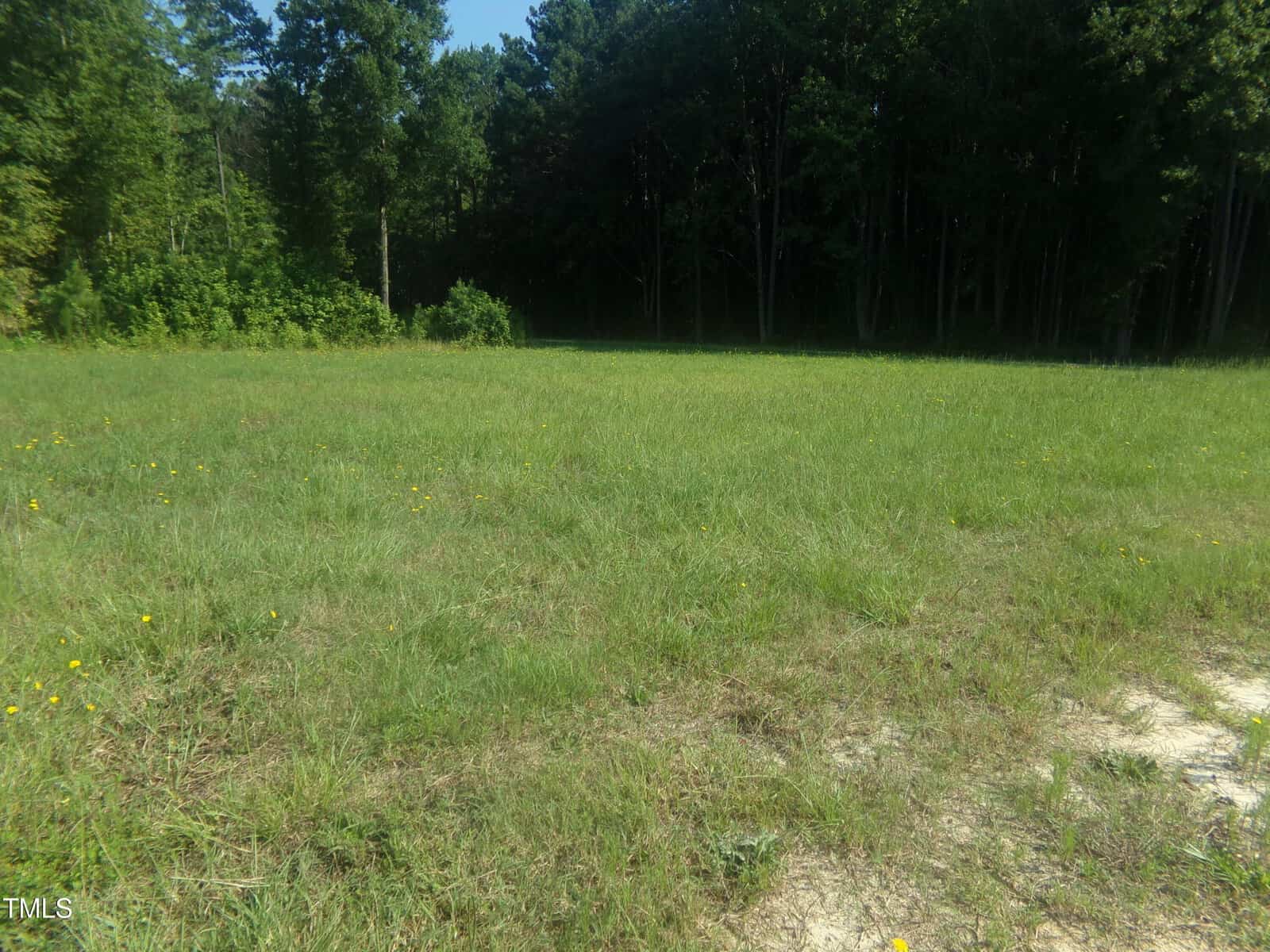 A grassy, open clearing with patches of dirt and small yellow flowers, surrounded by dense trees and forest in the background under a clear sky.