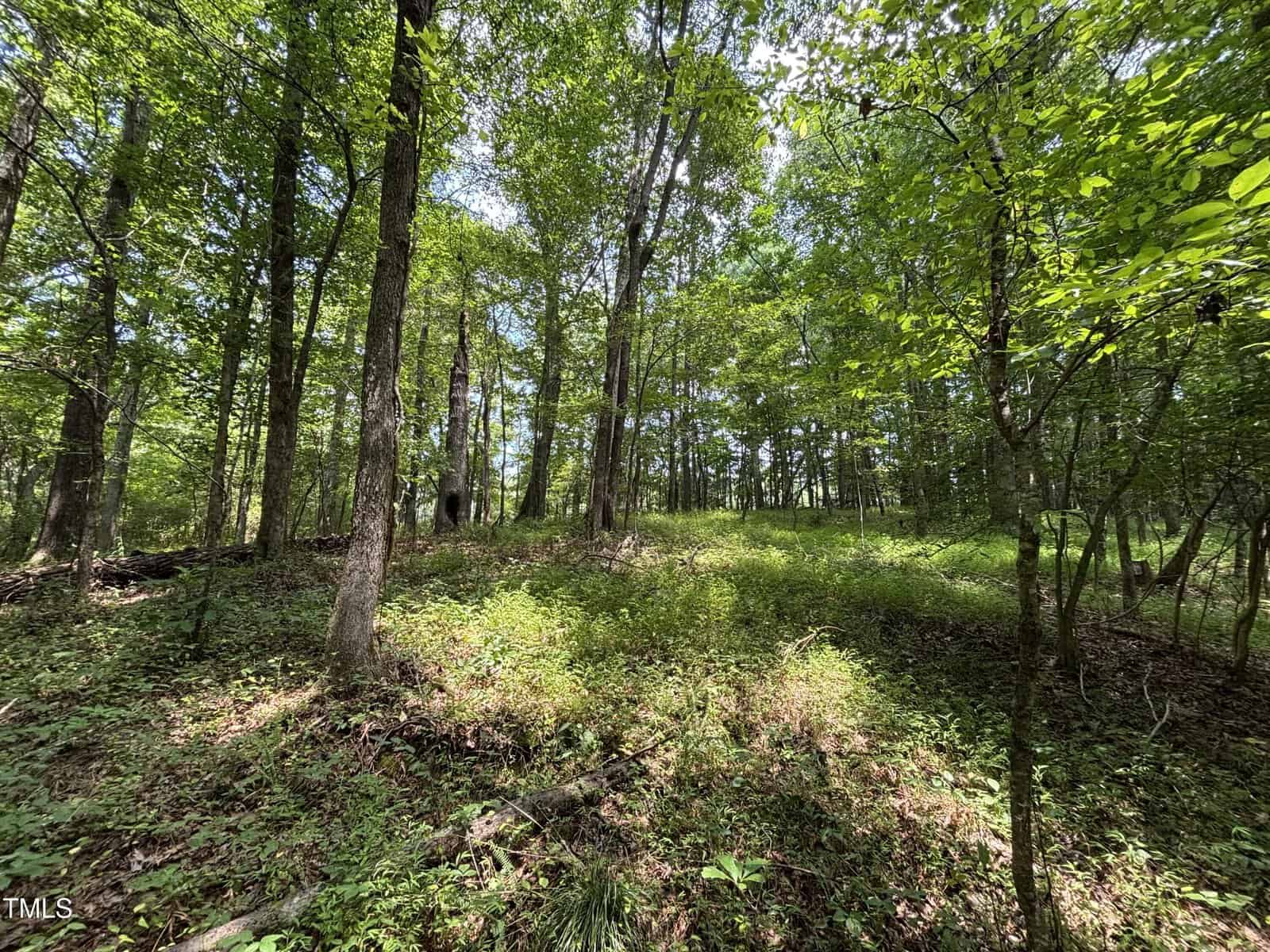 A sunlit forest near 0 Winston Road, Creedmoor, with tall trees, green foliage, and dense undergrowth. Light filters through the leaves, casting shadows on grass, fallen branches, and patches of bare earth.
