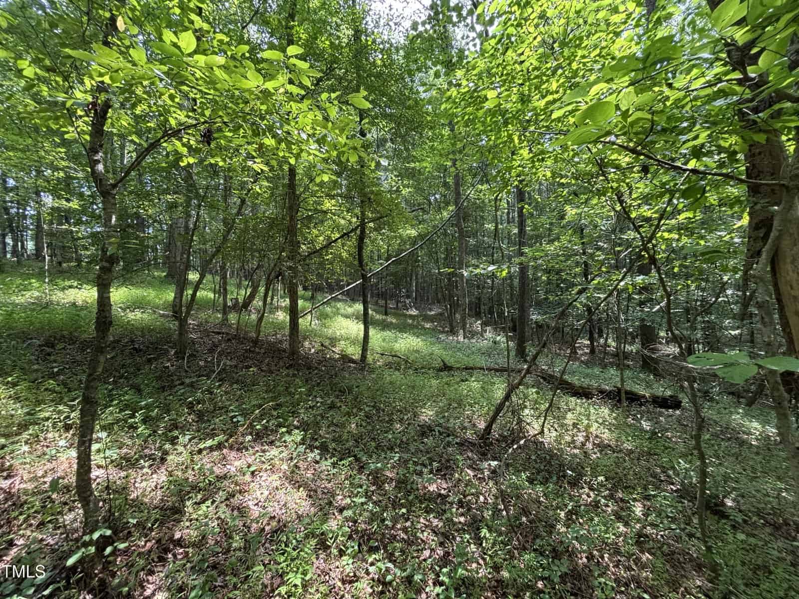 A wooded area with scattered trees, green foliage, and sunlight filtering through the branches. The forest floor is covered with leaves and patches of grass. The terrain is gently sloped.