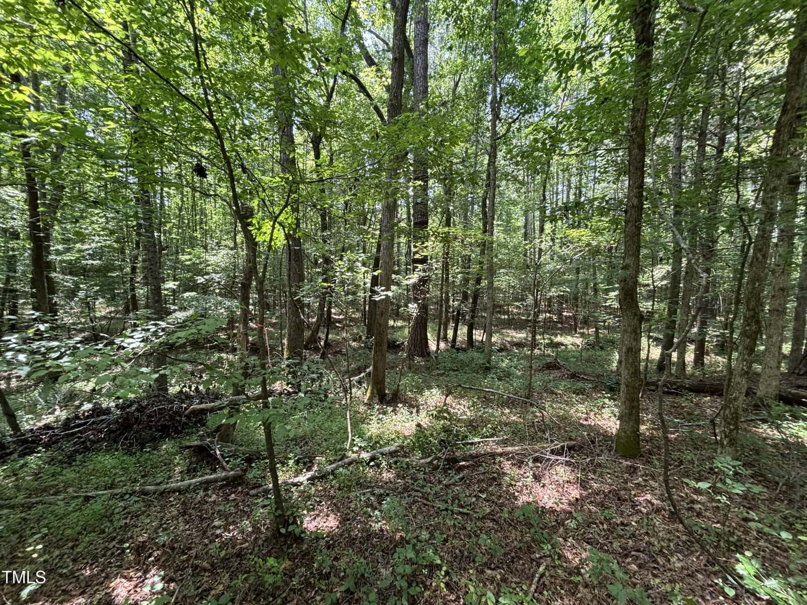 Dense, green forest with tall trees, leafy undergrowth, and sunlight filtering through the canopy. Twigs, branches, and patches of shade cover the forest floor. The setting appears quiet and undisturbed.