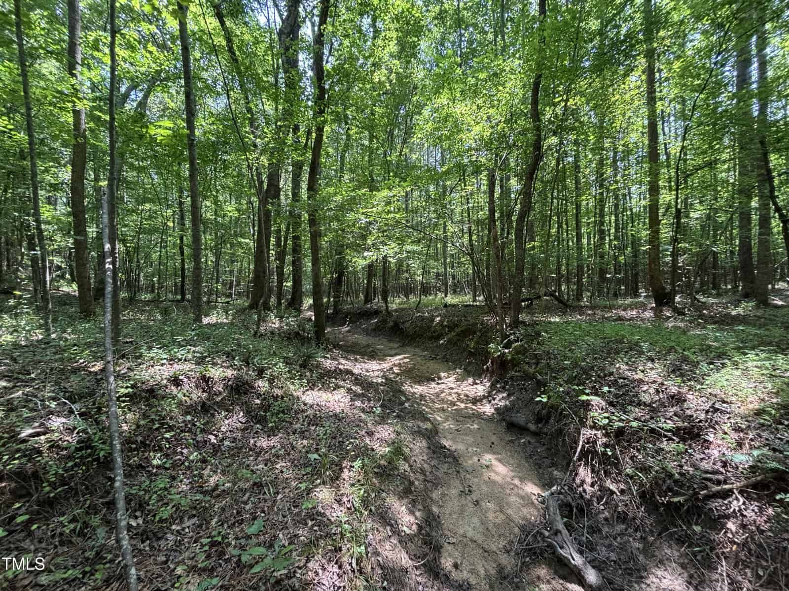 A narrow, dry creek bed runs through a forest with tall, leafy green trees. Sunlight filters through the canopy, casting dappled light and shadows on the ground covered with leaves and undergrowth.