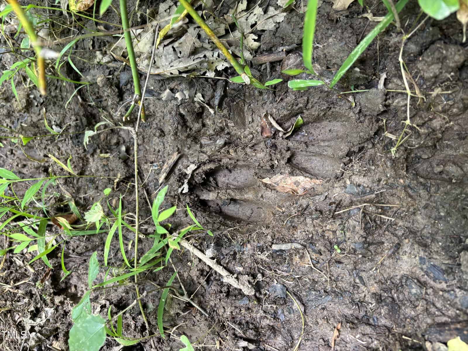 A large animal footprint with clearly defined toes and claw marks is pressed into damp, muddy ground, surrounded by green grass and small plants.