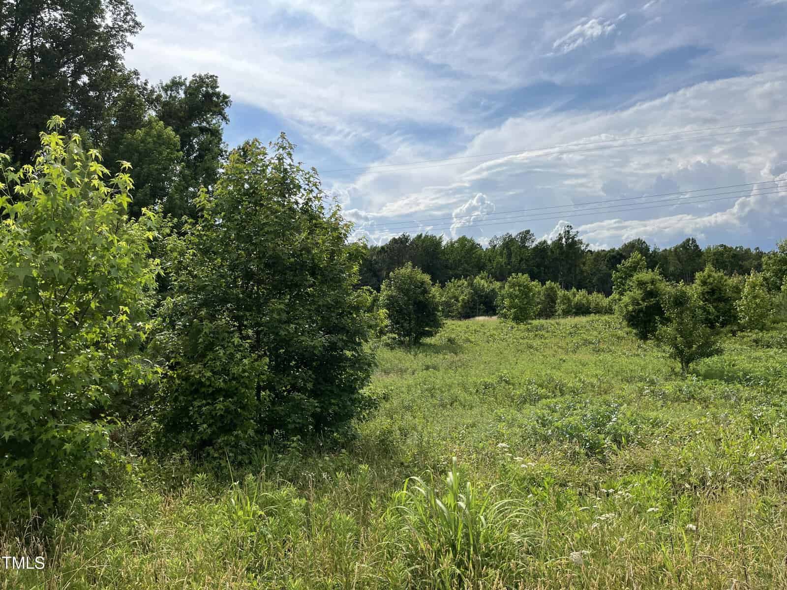 A grassy, open field with scattered small trees and shrubs under a partly cloudy sky. Dense green foliage lines the background, and the sunlight casts shadows on the ground.