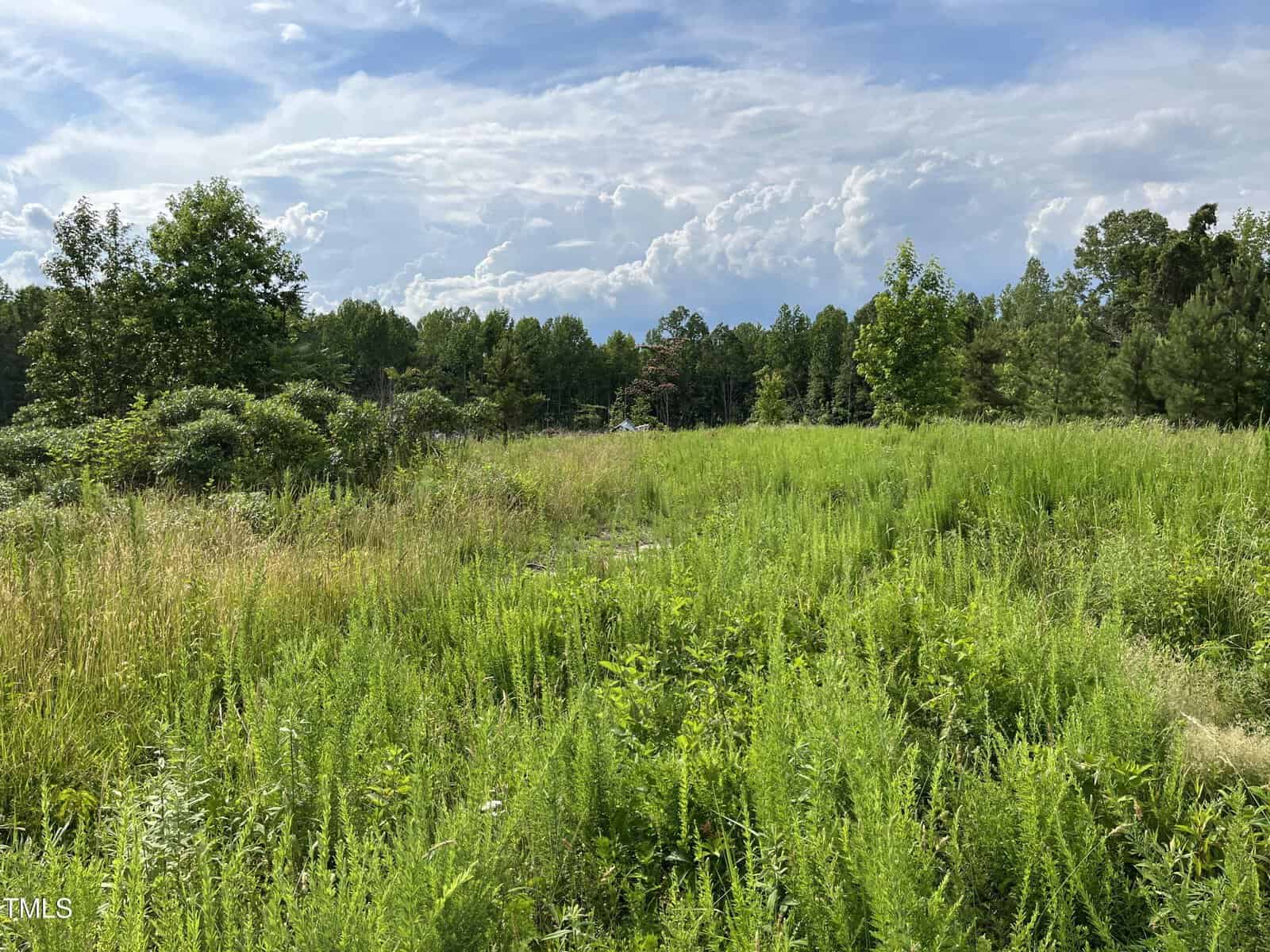 A grassy, overgrown field with various green shrubs and weeds, bordered by dense trees under a sky with scattered clouds. Sunlight highlights the vegetation in the foreground.