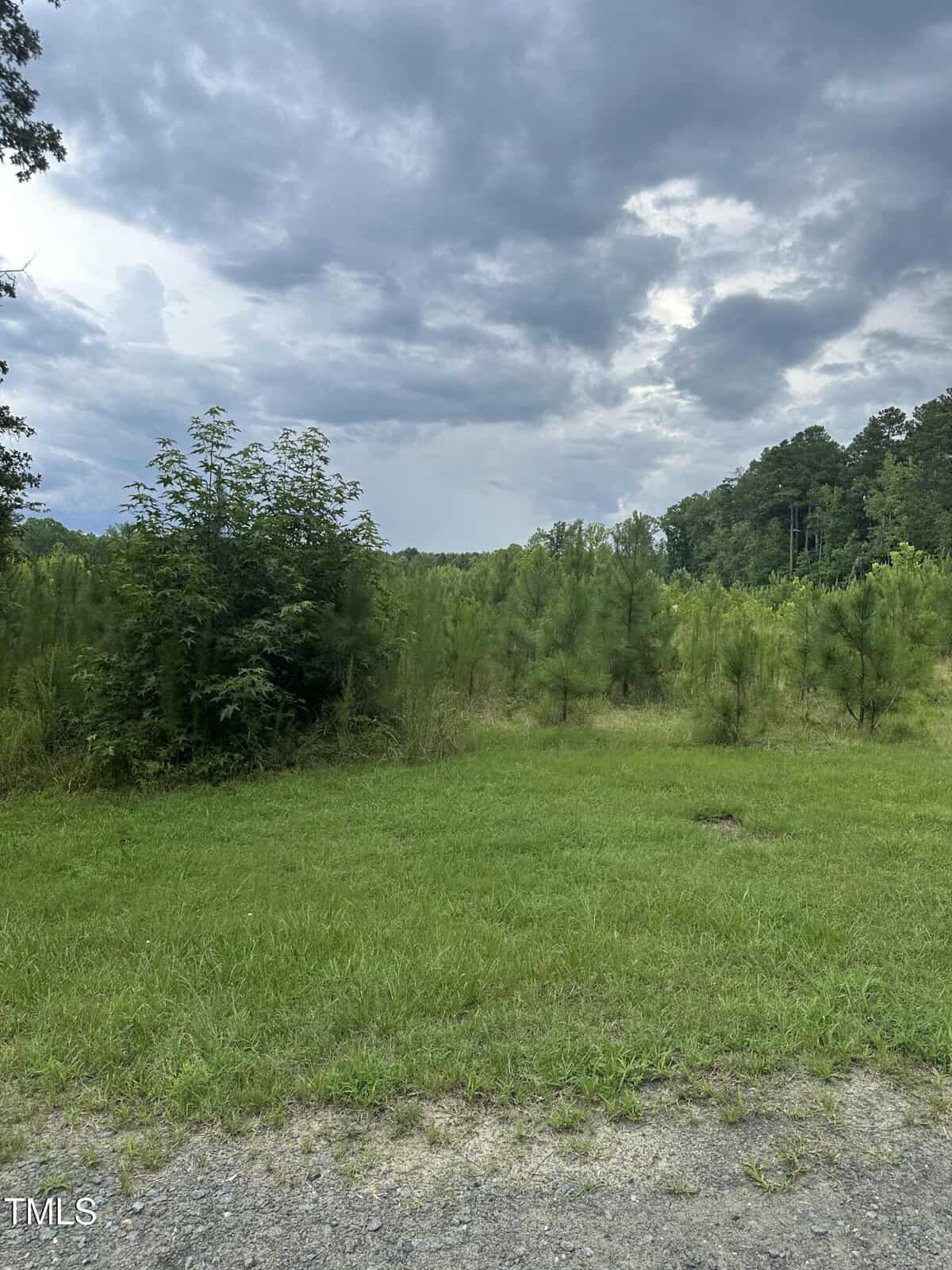 A grassy area with small bushes and young pine trees extends toward a line of taller trees under a cloudy sky. The ground near the foreground appears partially gravel and dirt.