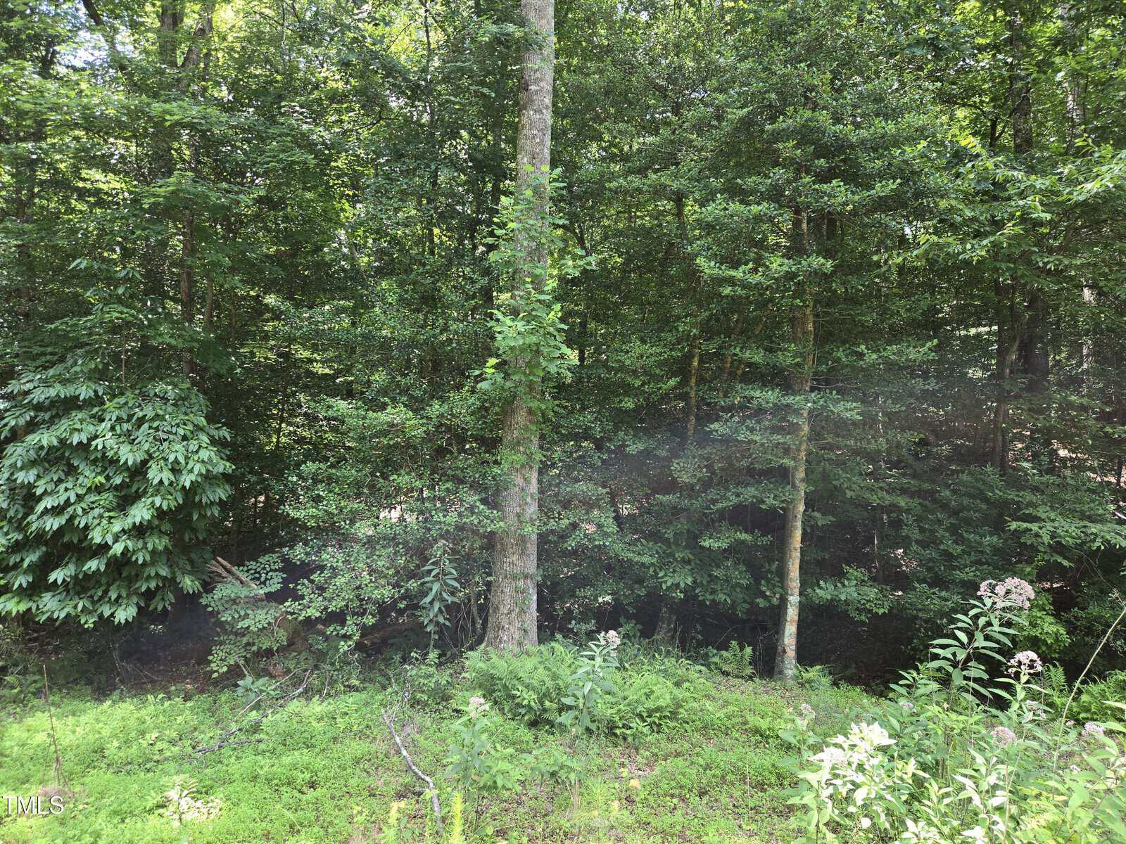 Dense green forest with tall trees and lush undergrowth, bathed in sunlight. The foreground has leafy plants and wildflowers, while the background is filled with thick tree foliage.