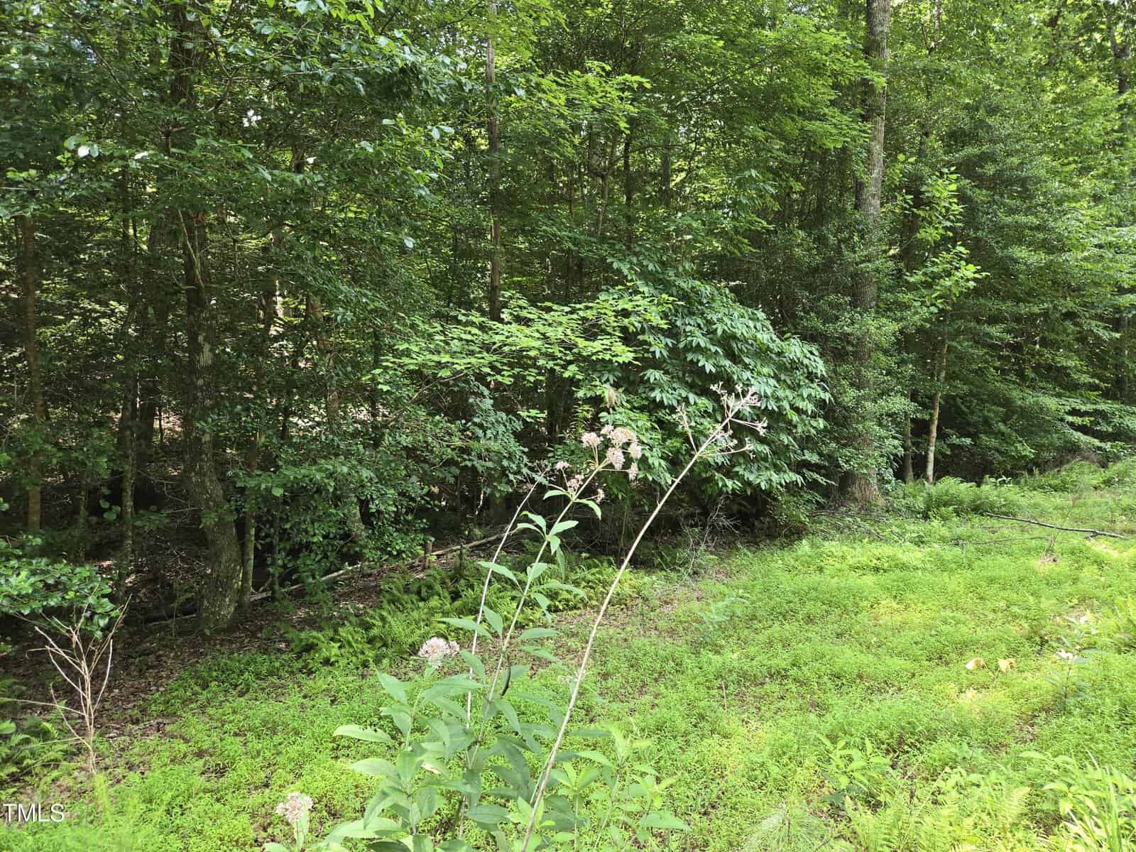 A lush, green forest with dense trees and undergrowth, featuring ferns and leafy plants in the foreground and sunlight filtering through the foliage in the background.