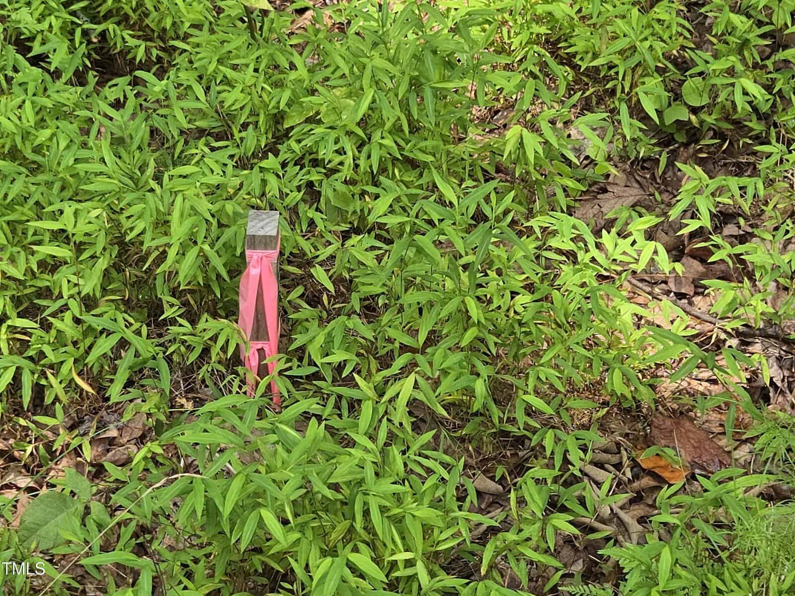 A small wooden stake with a square top and pink ribbon is placed among green leafy ground cover and scattered dry leaves.