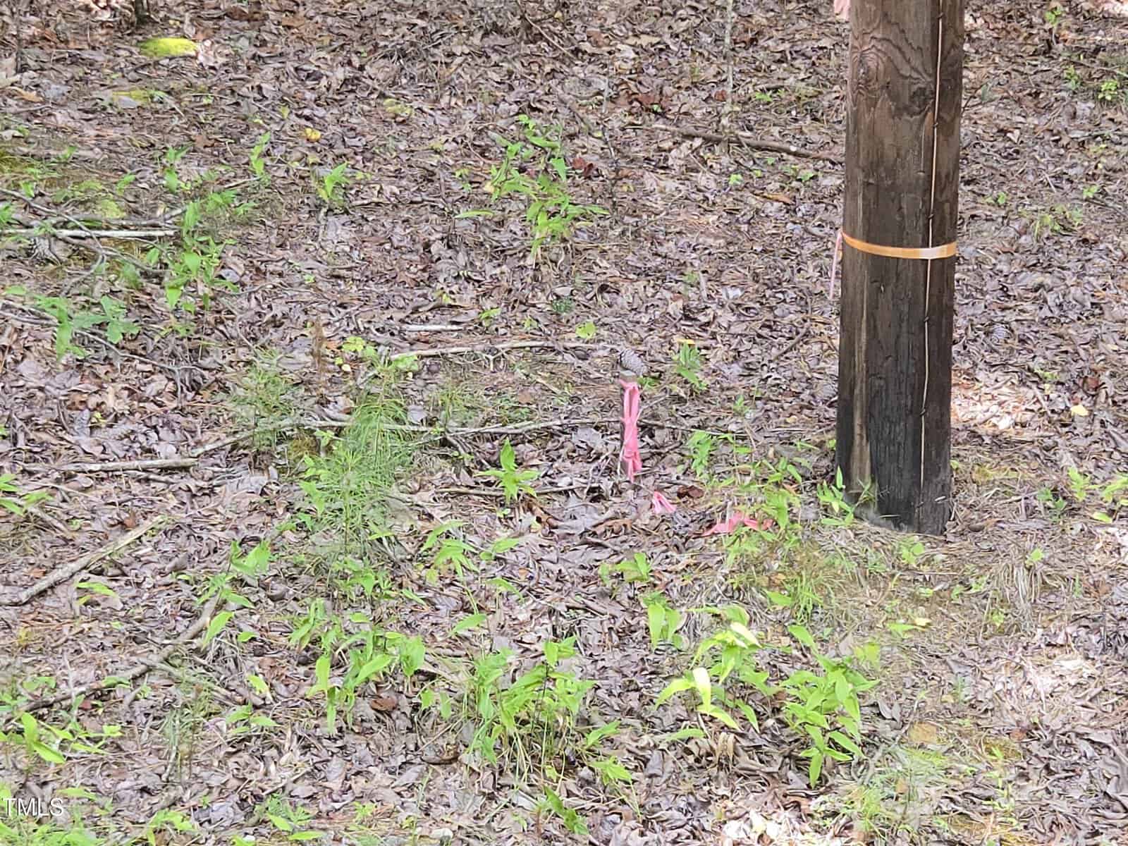A wooden utility pole with an orange band stands on leaf-covered ground. Pink surveyor's flags mark a spot near the pole, surrounded by small green plants and scattered twigs.