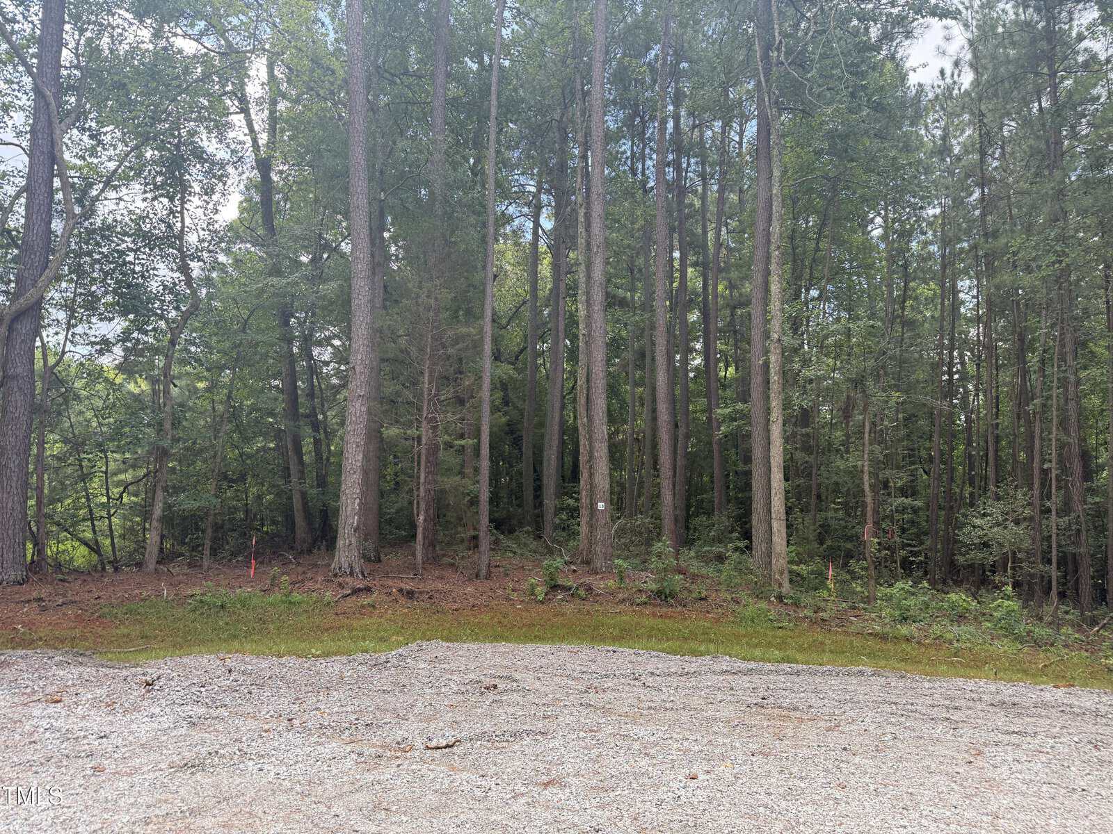 A gravel area borders a dense forest with tall trees and green foliage. Some trees have small markers attached, and the ground near the forest edge is covered with pine needles and sparse vegetation.
