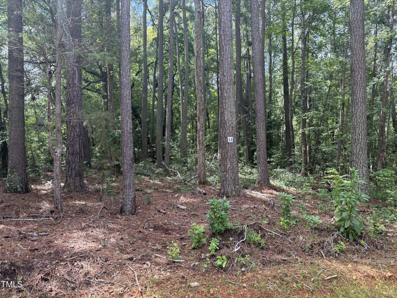 A wooded area with tall trees, scattered green undergrowth, and pine needles covering the ground. A tree near the center has a small white rectangular sign with the number 11 on it.