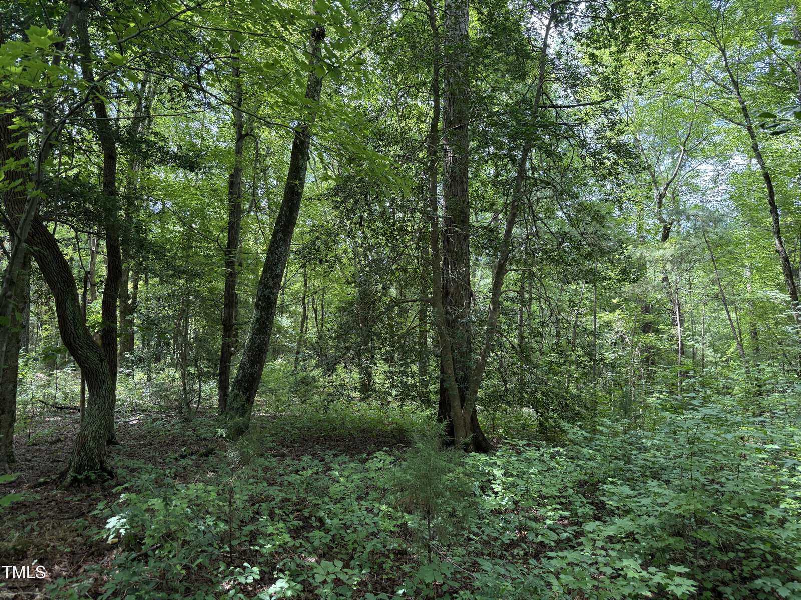 A dense forest scene with tall trees, green foliage, and undergrowth. Sunlight filters through the leafy canopy, casting light and shadow on the forest floor. The ground is covered with plants and fallen leaves.