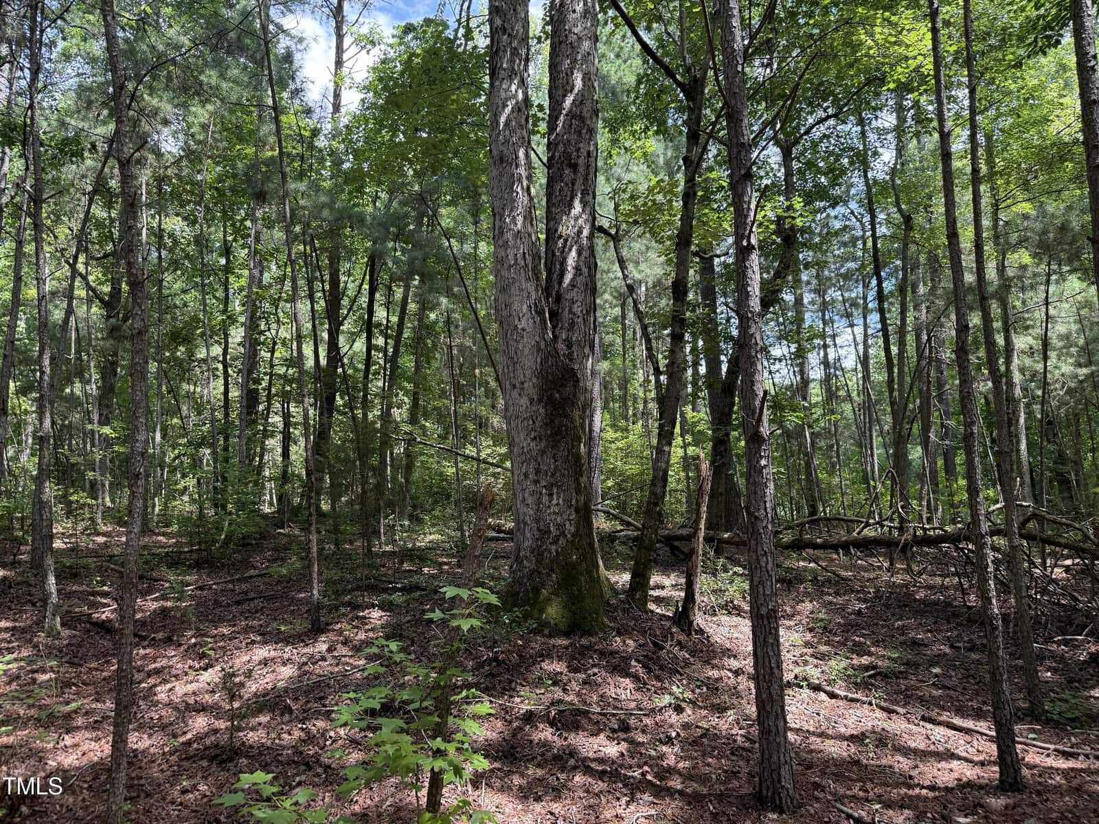 A forest scene with tall trees, green leaves, and sunlight filtering through the canopy. The ground is covered with brown leaves and small plants. Some fallen branches are visible in the background.