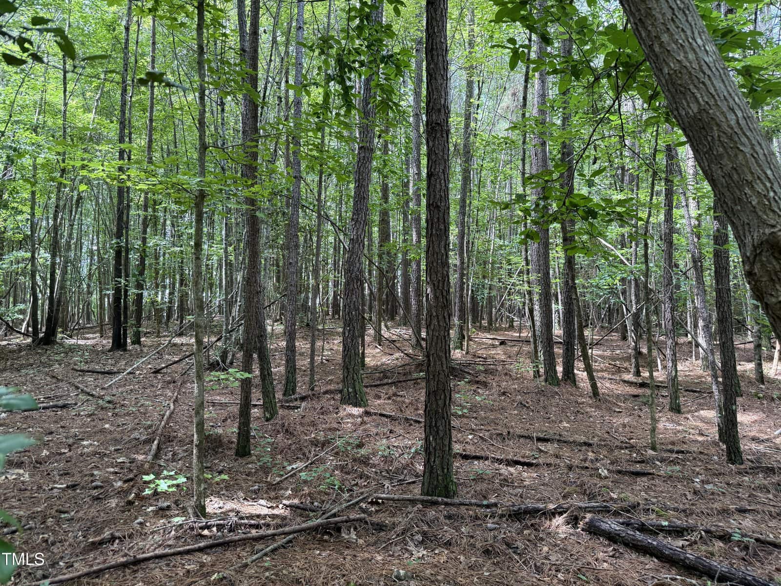 A forest scene with tall, thin trees, scattered branches, and a ground covered in brown pine needles. Green leaves provide partial shade and some sunlight filters through the canopy.