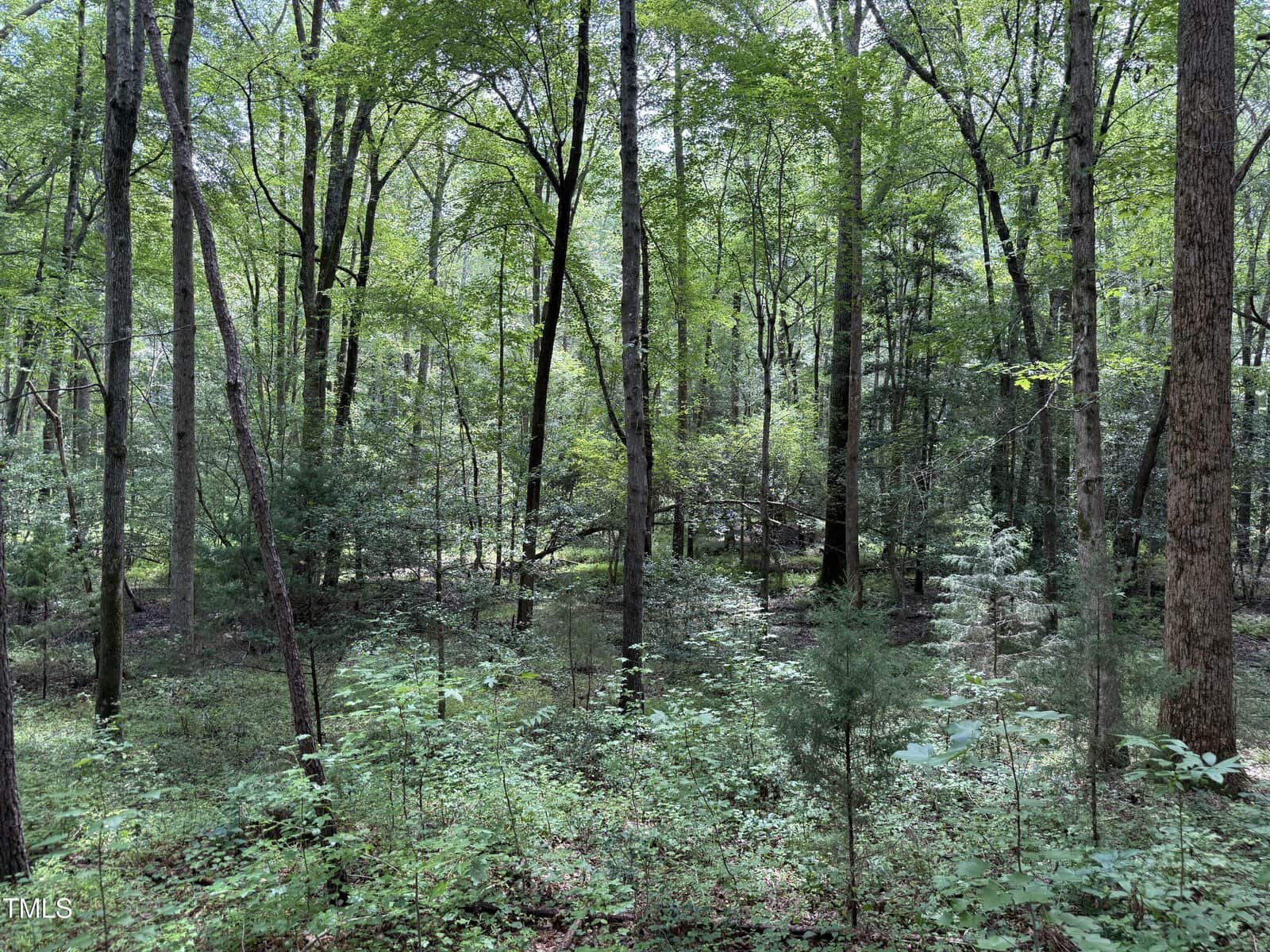 A densely wooded forest area with tall trees, green foliage, and underbrush. Sunlight filters through the leaves, casting dappled light on the forest floor. The scene appears natural and undisturbed.