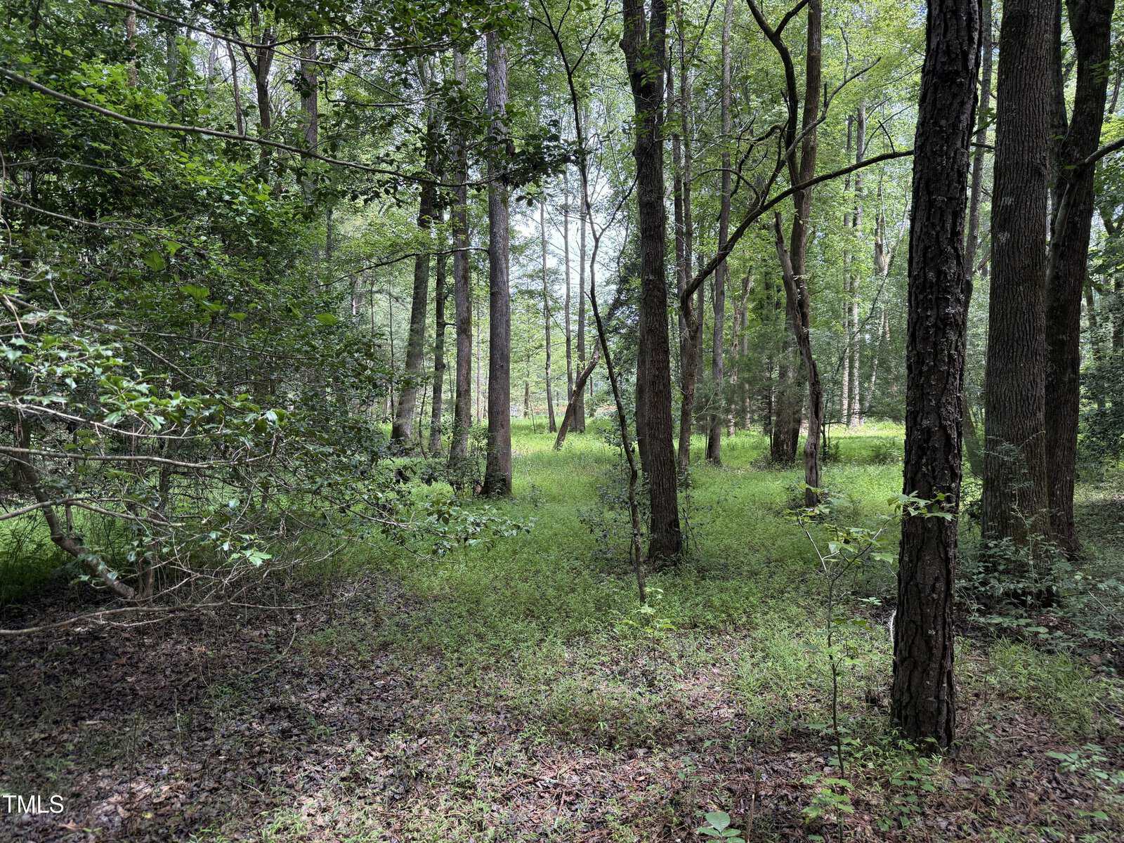 Sunlight filters through tall trees in a dense forest, illuminating green grass and low shrubs on the forest floor. The area appears peaceful and natural, with a mix of light and shade.