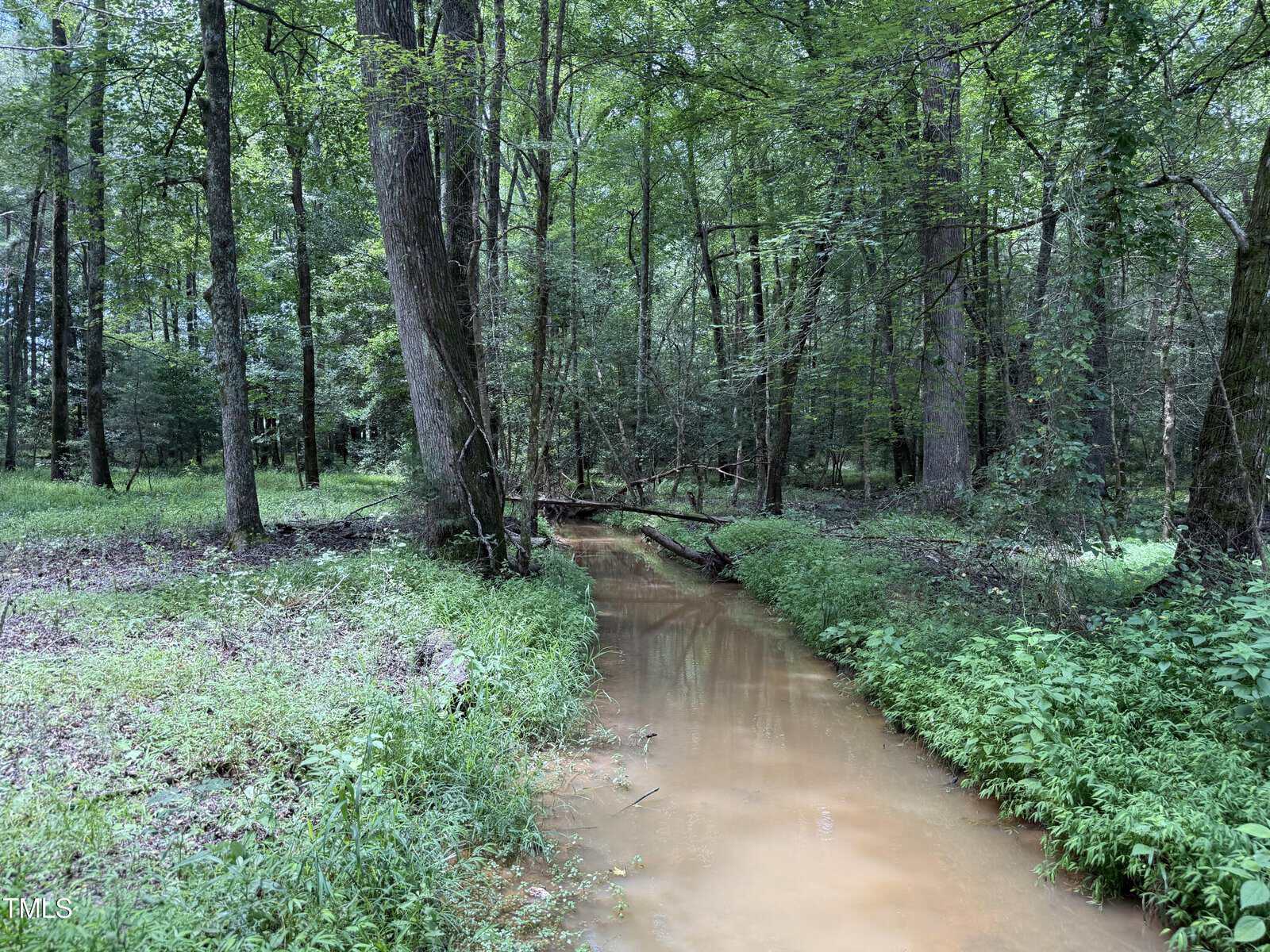 A narrow, muddy stream flows through a dense forest with tall trees and green undergrowth on both sides. Fallen branches rest across the water, and sunlight filters through the canopy.