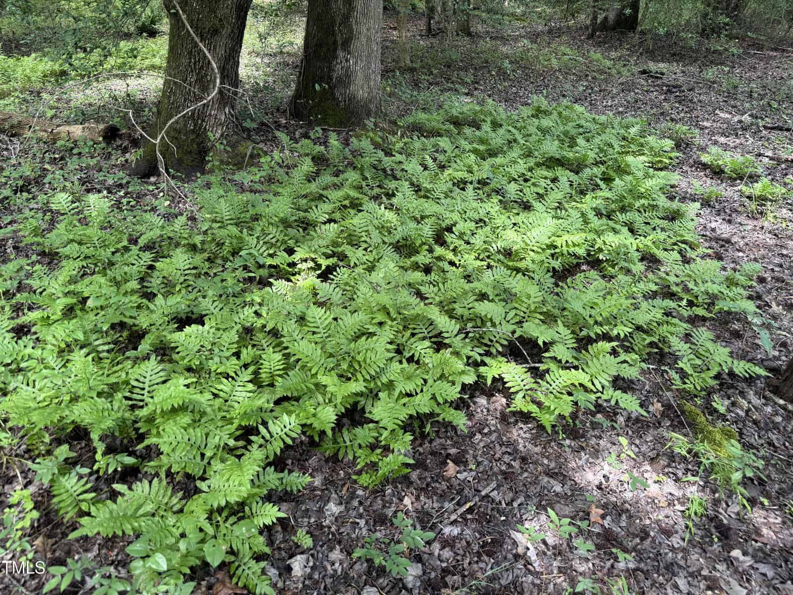 A patch of green ferns grows on a forest floor, surrounded by brown fallen leaves and a few trees with rough bark in the background.