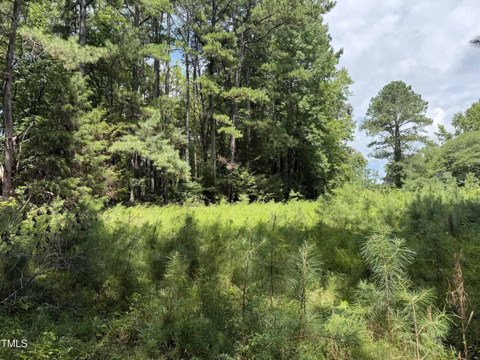 A sunlit forest clearing with tall trees and dense green undergrowth, including young pine saplings in the foreground. Blue sky with scattered clouds is visible through the trees.