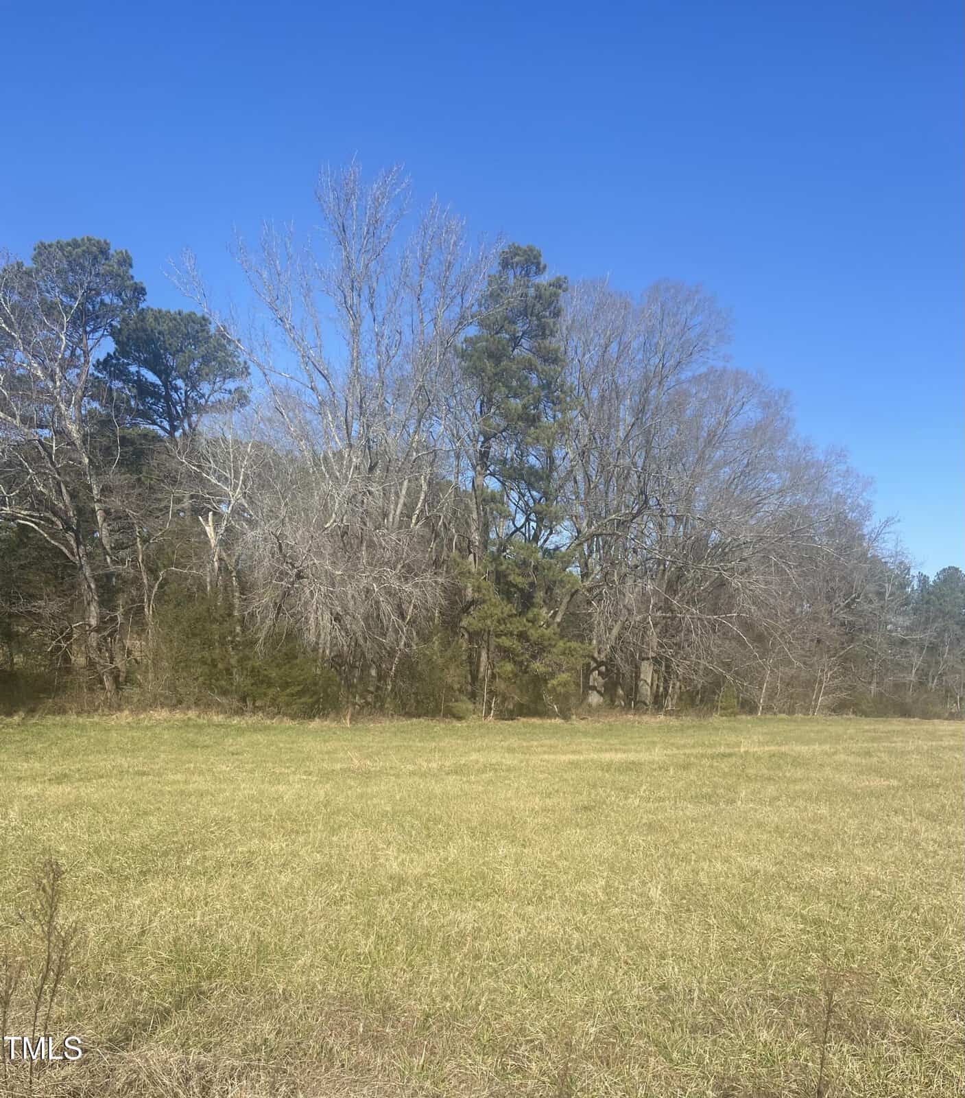 Grassy field with patches of dry grass in the foreground, several leafless and evergreen trees in the background, and a clear blue sky overhead.