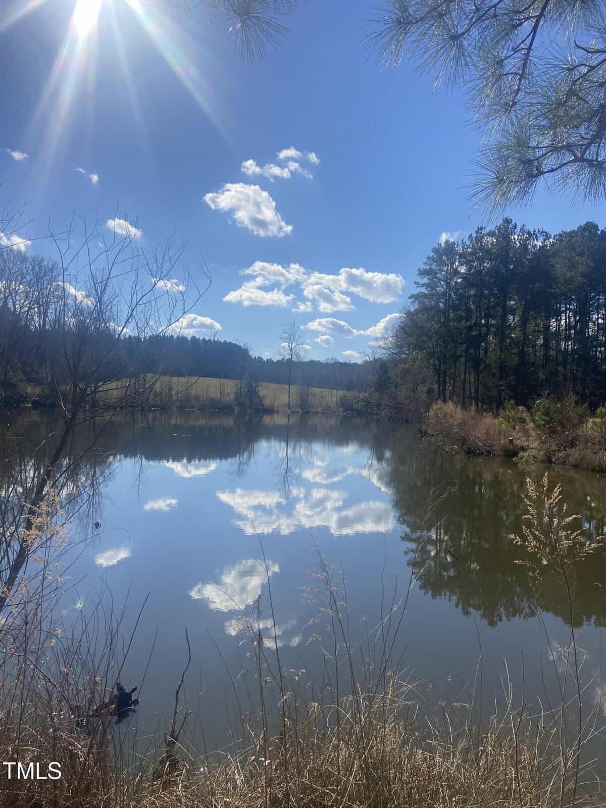 A calm pond reflects blue sky, white clouds, and surrounding trees under bright sunlight. Tall grasses and bare branches frame the water in the foreground. Dense woods line the right side, with an open field in the distance.