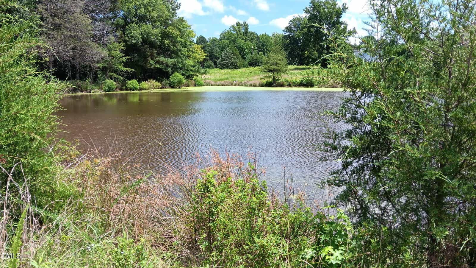 A small pond surrounded by green shrubs and tall trees on a sunny day. The water is calm, reflecting the sky, and vegetation grows densely along the shore.
