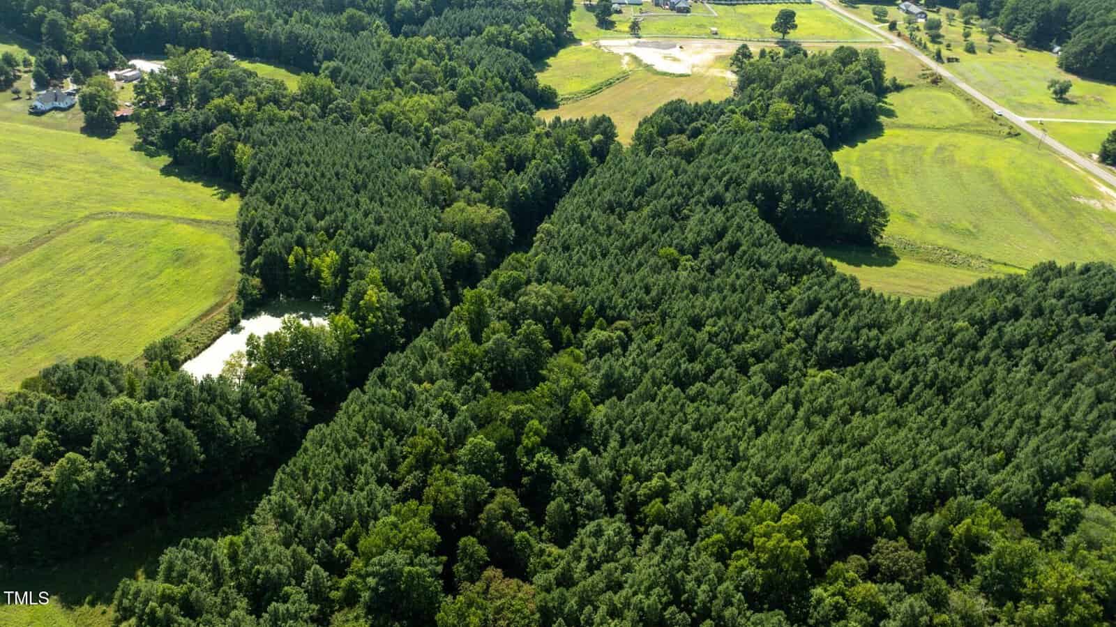 Aerial view of a dense, triangular-shaped pine forest bordered by open grassy fields, with a pond partially visible in the lower left and a few scattered homes and roads in the background.