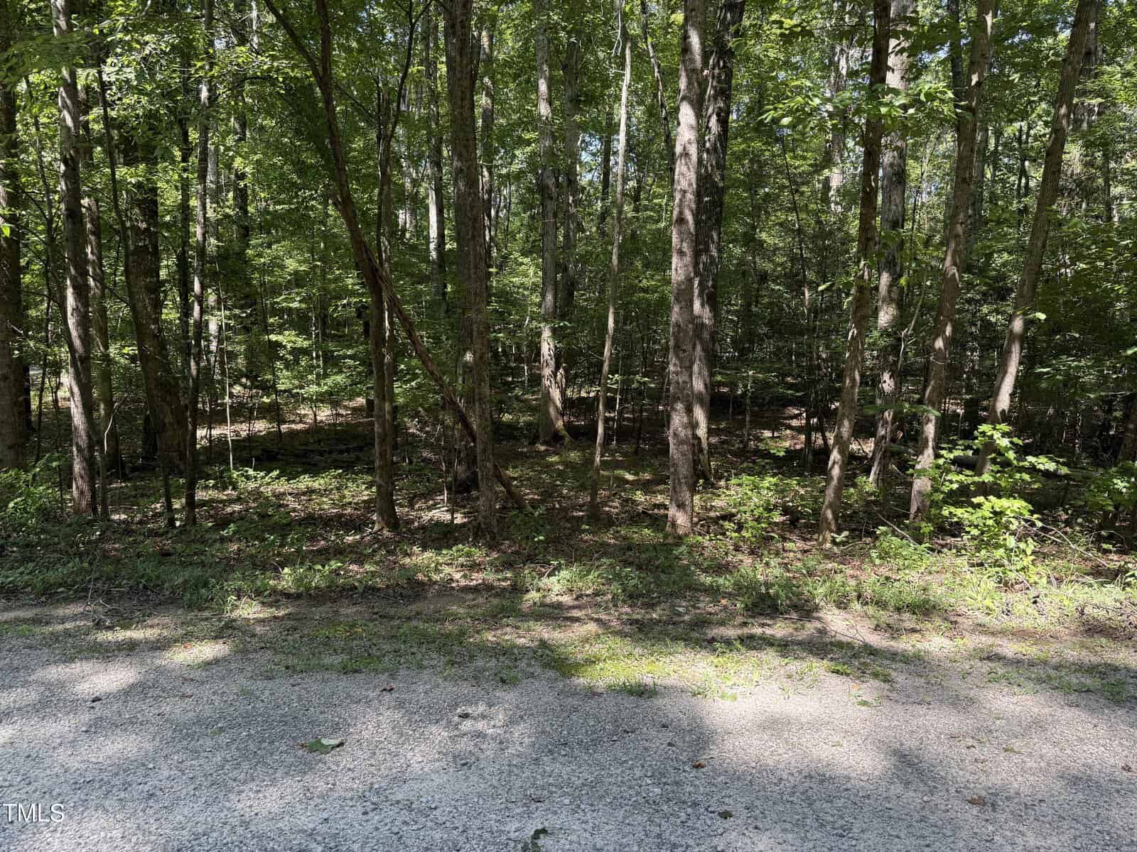 A sunlit forest with tall trees and dense foliage, viewed from the edge of a gravel path. Dappled sunlight brightens the forest floor and shadows are cast by leaves and trunks.