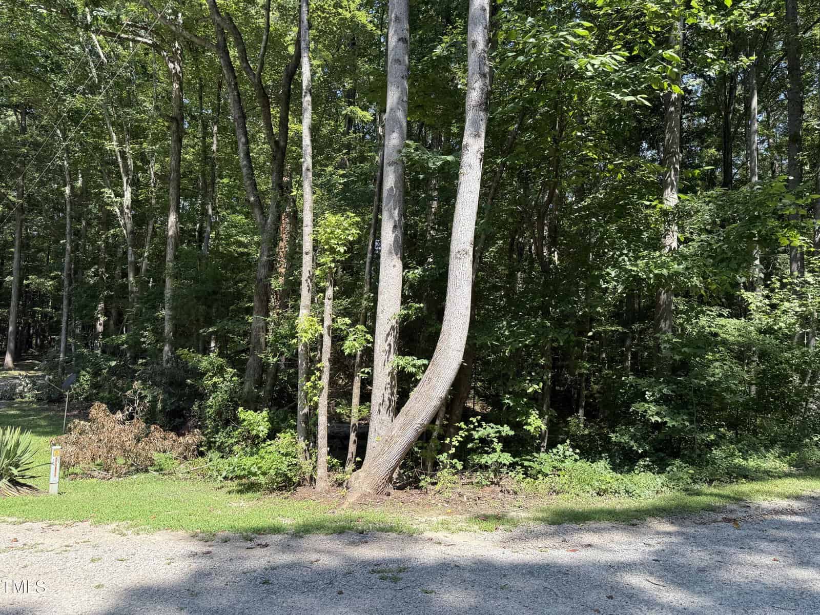 A sunlit forest with tall trees and dense green foliage stands beside a gravel path. Sunlight filters through the leaves, casting dappled shadows on the ground.
