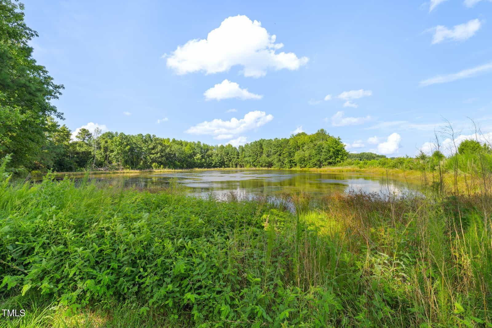 A calm pond surrounded by green vegetation and tall grass, with trees in the background under a blue sky with scattered white clouds.