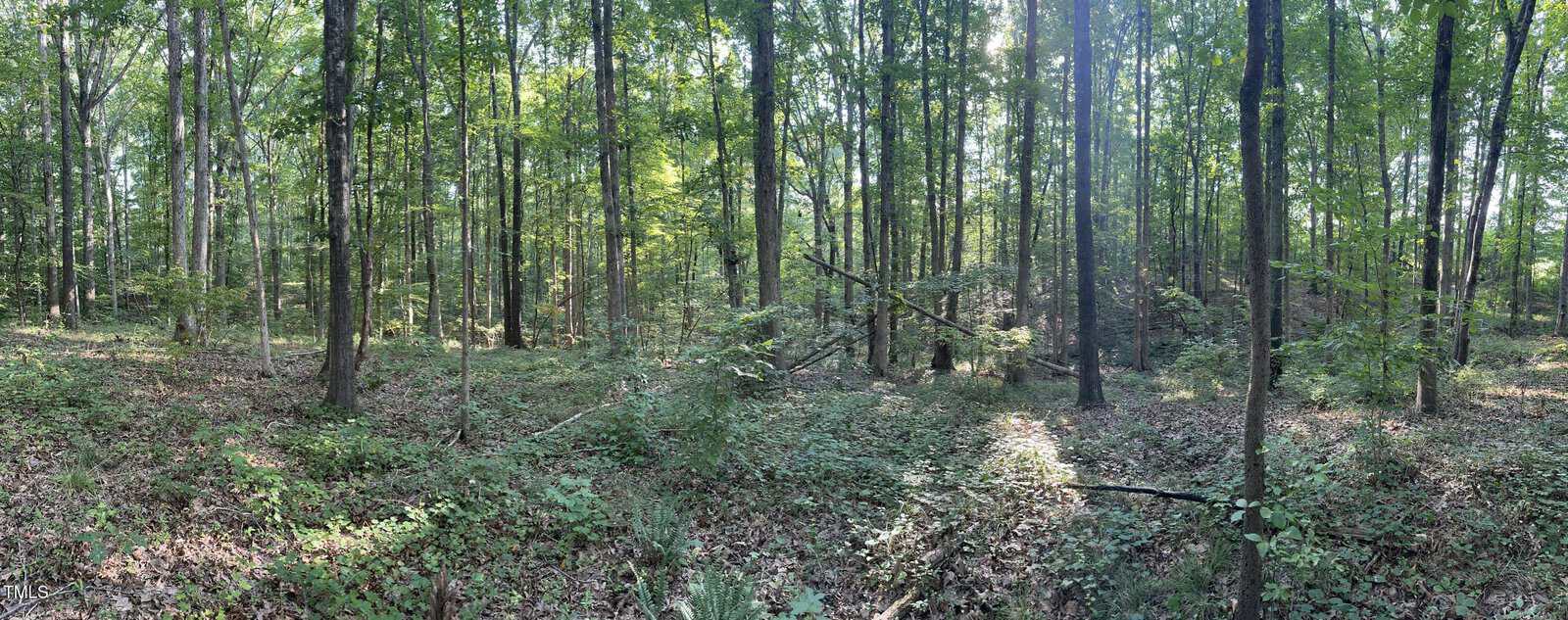 A forest with tall, thin trees spaced apart. The ground is covered in fallen leaves, low green shrubs, and branches. Sunlight filters through the tree canopy, creating patches of light and shadow.