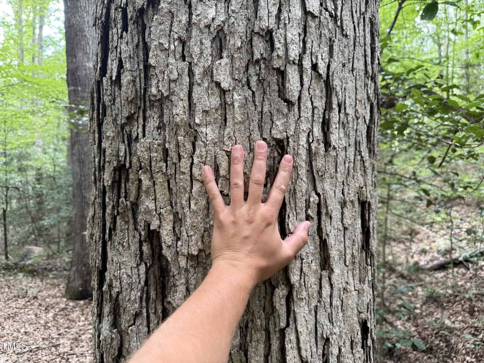 A hand with fingers spread is pressed against the rough, textured bark of a large tree trunk in a forest with green foliage and leaf litter visible in the background.