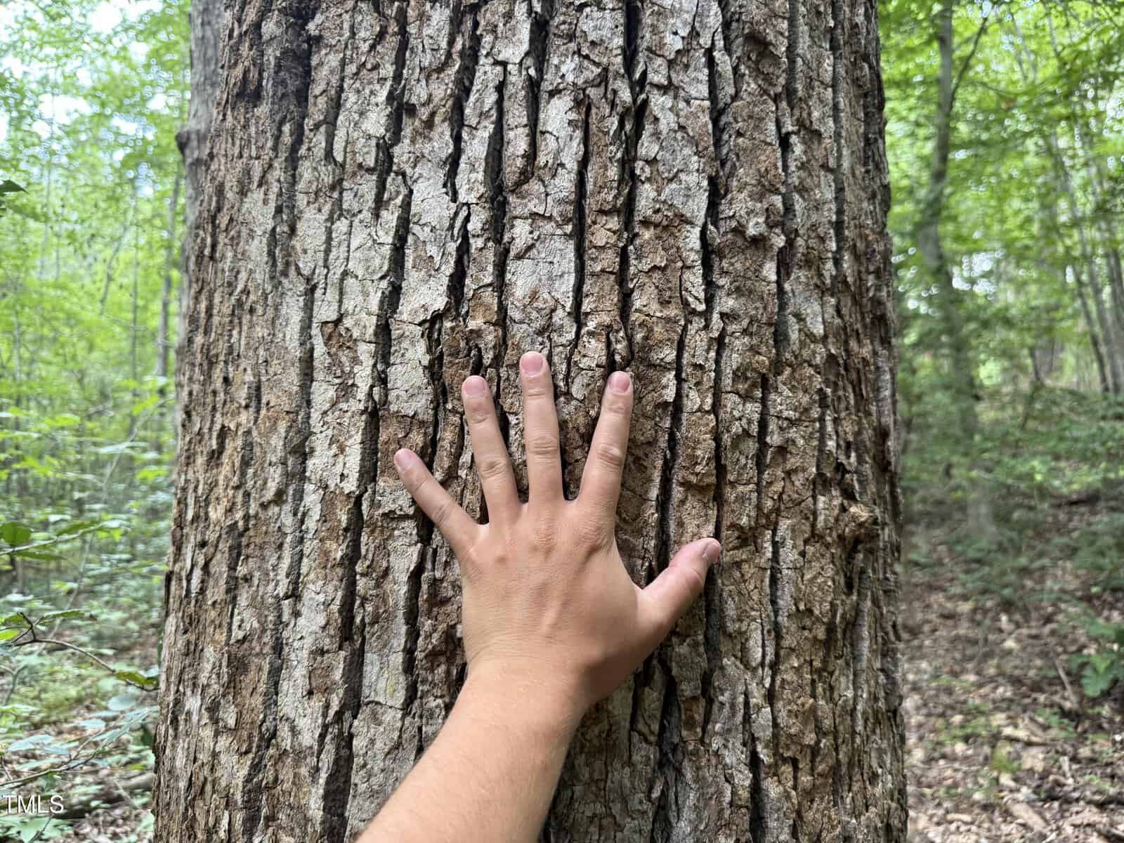 A hand with fingers spread is pressed against the rough bark of a large tree in a forest, surrounded by green foliage and natural woodland ground.
