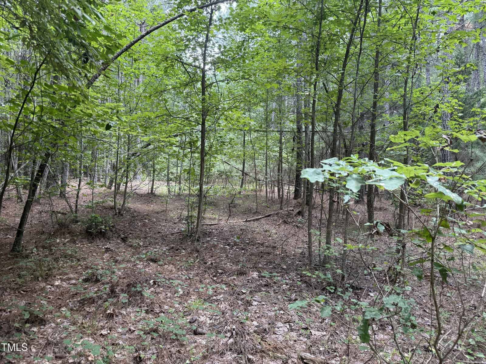 A forested area with thin trees and green leaves, covering a ground layered with brown pine needles and scattered twigs. There is no visible path, and the woods appear dense and quiet.