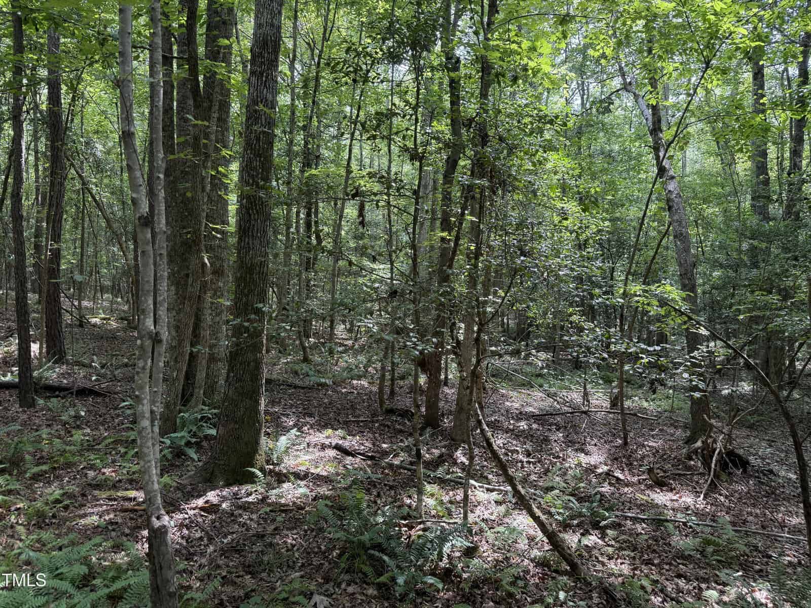 A dense forest scene with tall trees, scattered underbrush, and ferns covering the leaf-littered ground. Sunlight filters through the green canopy, creating patches of light and shadow on the forest floor.