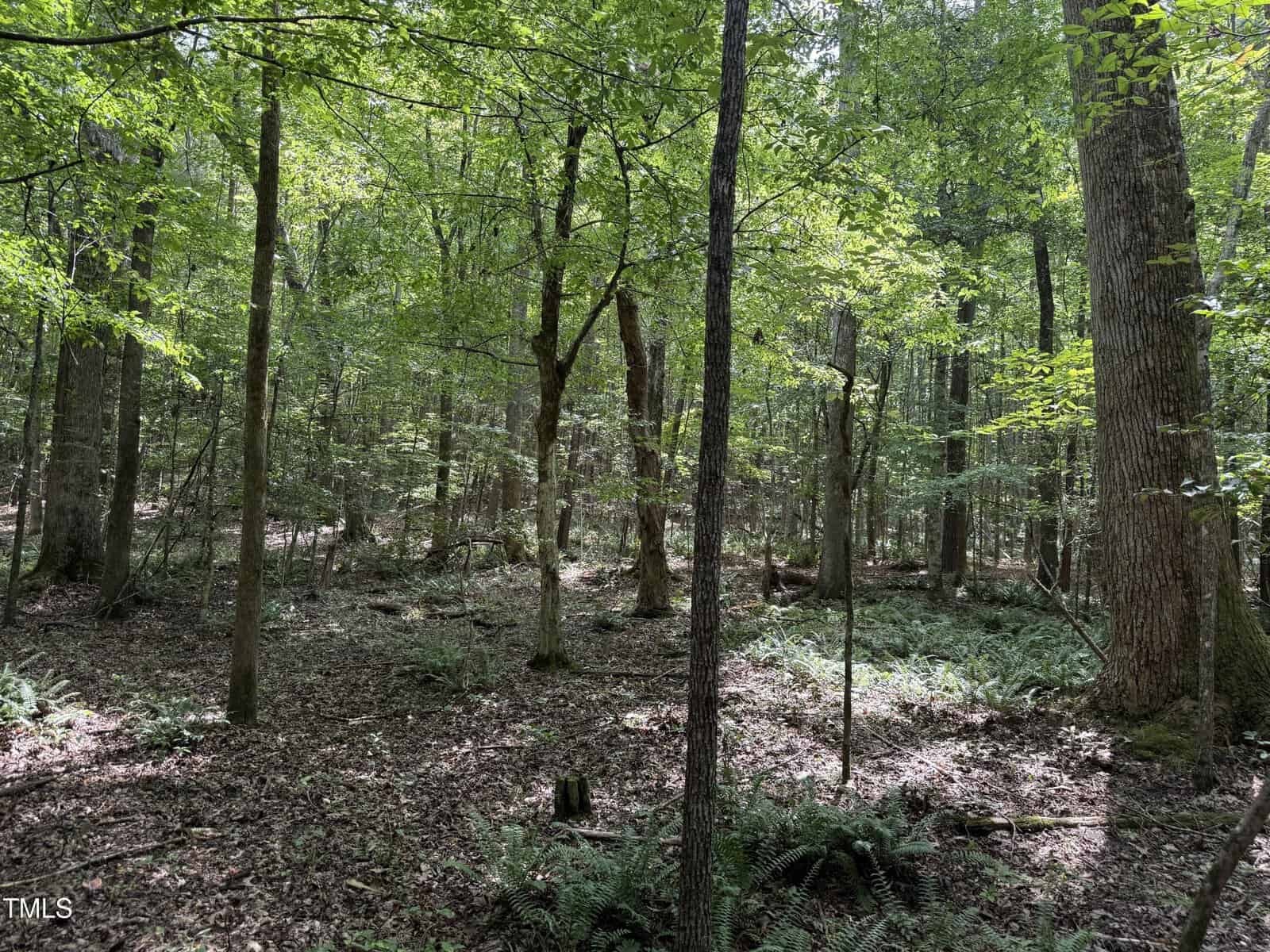 A forest scene with various trees, dense green foliage, and a ground covered in ferns and leaf litter. Sunlight filters through the canopy, casting dappled light and shadows across the forest floor.