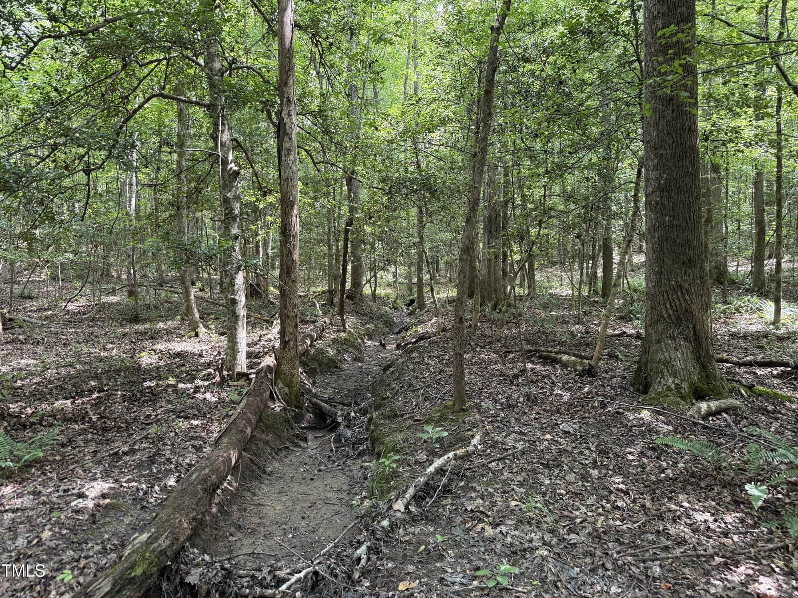 A narrow dirt path runs through a forest with tall trees, green foliage, and scattered fallen branches. Sunlight filters through the leaves, creating patches of light and shadow on the forest floor.
