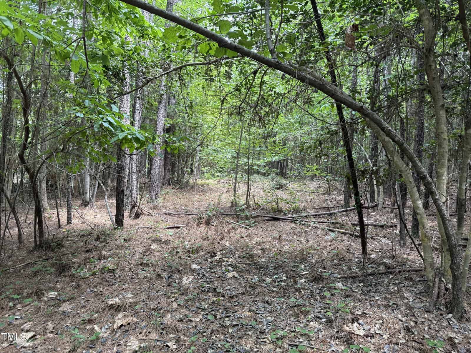 A forest scene with a dirt and leaf-covered ground, surrounded by trees and green foliage. Some branches arch overhead, with sunlight filtering through the leaves. The area appears undisturbed and natural.