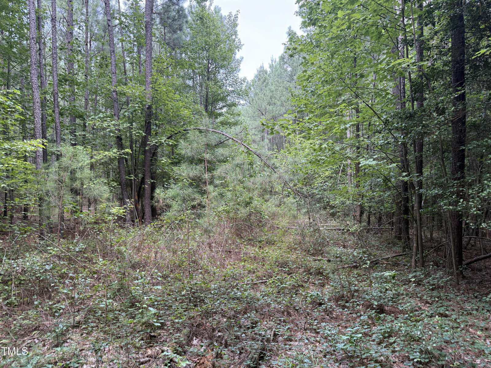 A forest scene with dense green trees and undergrowth. One tall, thin tree arches over in the center, while the ground is covered with leaves, small plants, and fallen branches. The sky is mostly obscured by foliage.