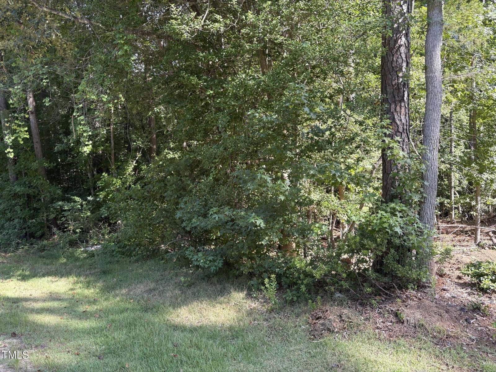A patch of dense green trees and shrubs borders a grassy area in a sunlit forest. Sunlight filters through the leaves, casting dappled shadows on the ground.