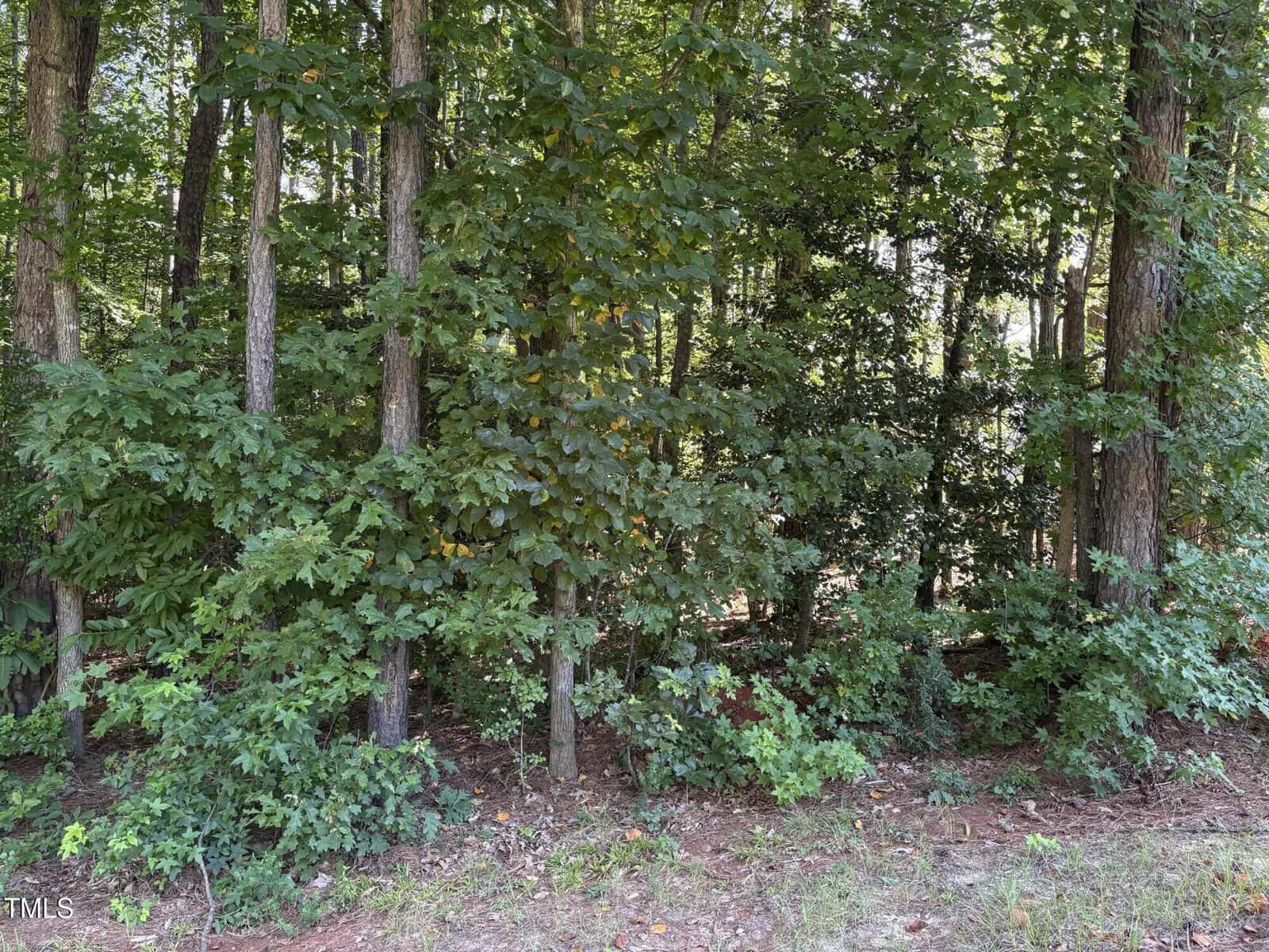 A dense wooded area with several tall trees, thick green foliage, and some underbrush. Sunlight filters through the leaves, creating patches of light and shadow on the ground.