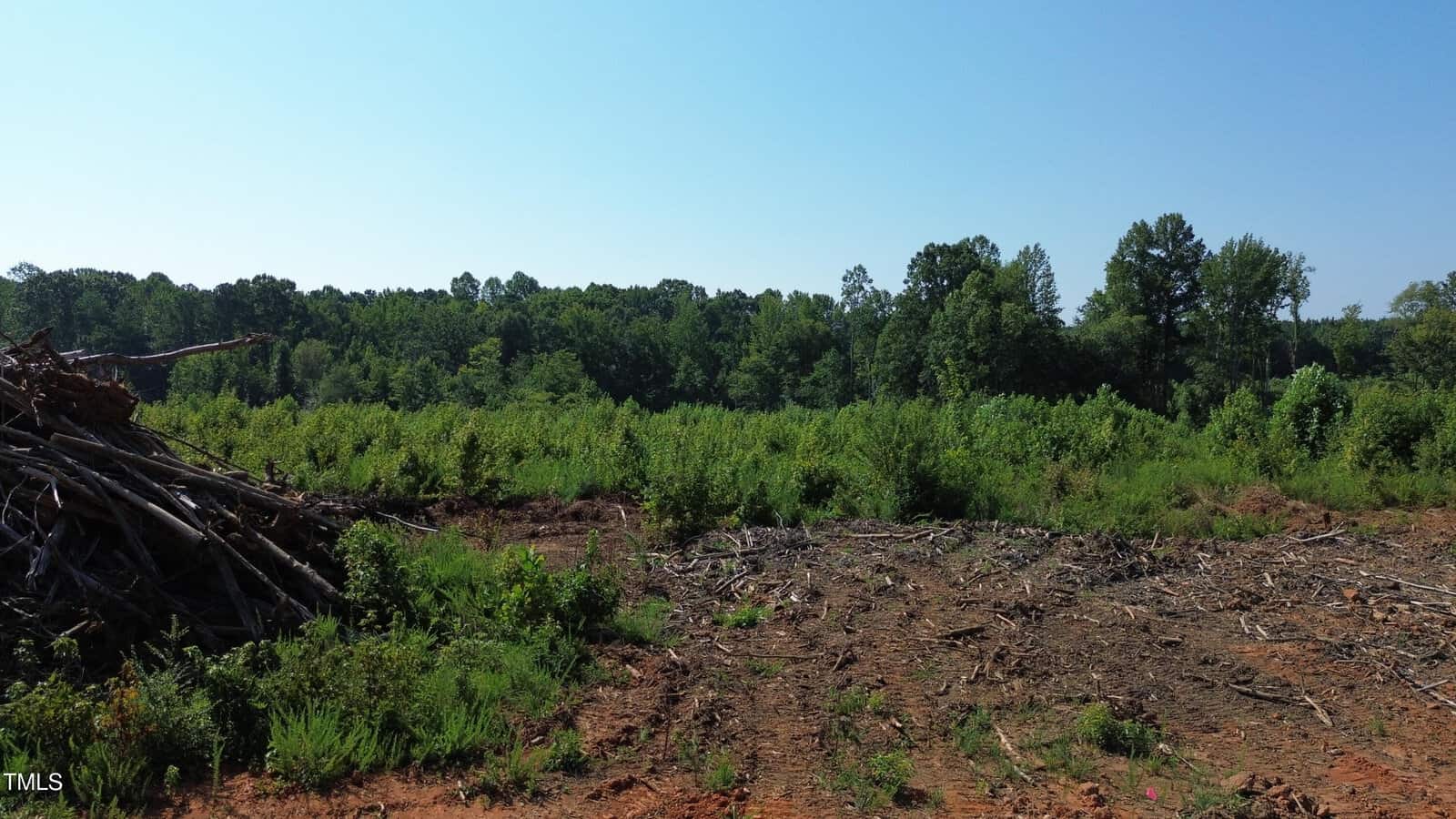 A cleared area with a dirt surface and a pile of tree branches in the foreground, with dense green trees and shrubs in the background under a clear blue sky.