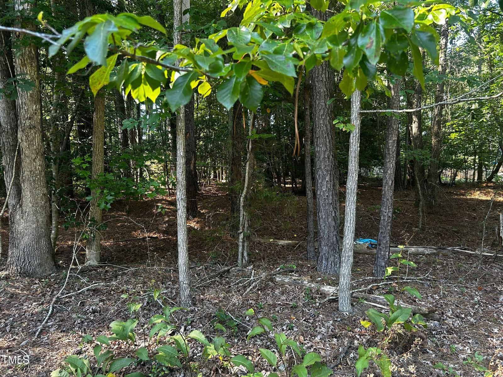 A wooded area with tall trees, leafy branches, and a forest floor covered with dry leaves and plants. Sunlight filters through the trees, creating dappled light on the ground.