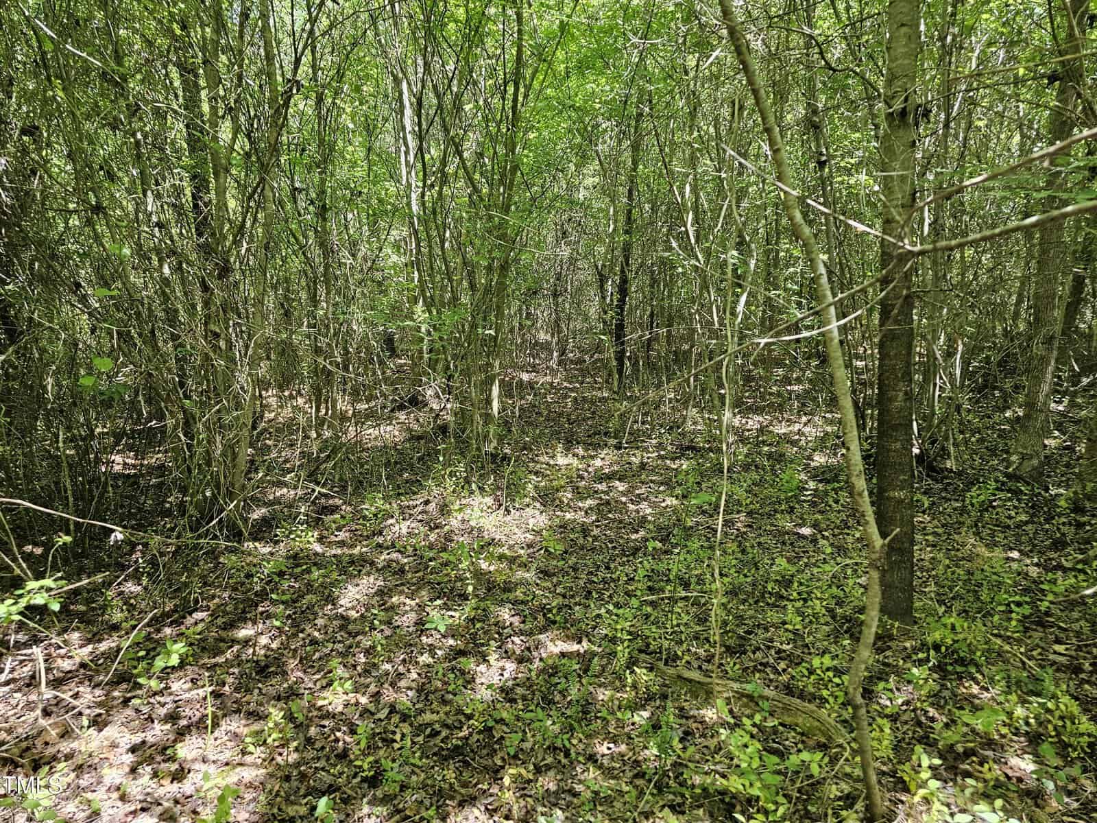 A dense forest scene with thin trees, green leaves, and sunlight filtering through the canopy onto the leafy, grassy forest floor.