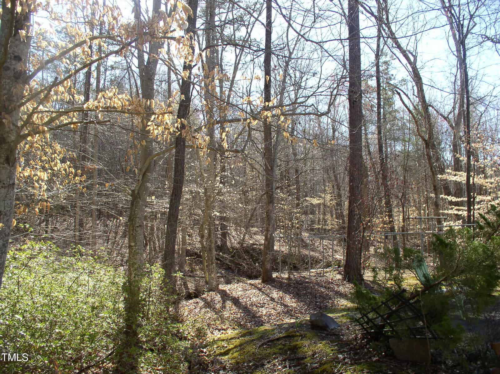 Leafless trees and shrubs in a wooded area with some sunlight filtering through. The ground is covered with dry leaves, and a few green bushes are visible in the foreground. Shadows from the trees are cast on the ground.