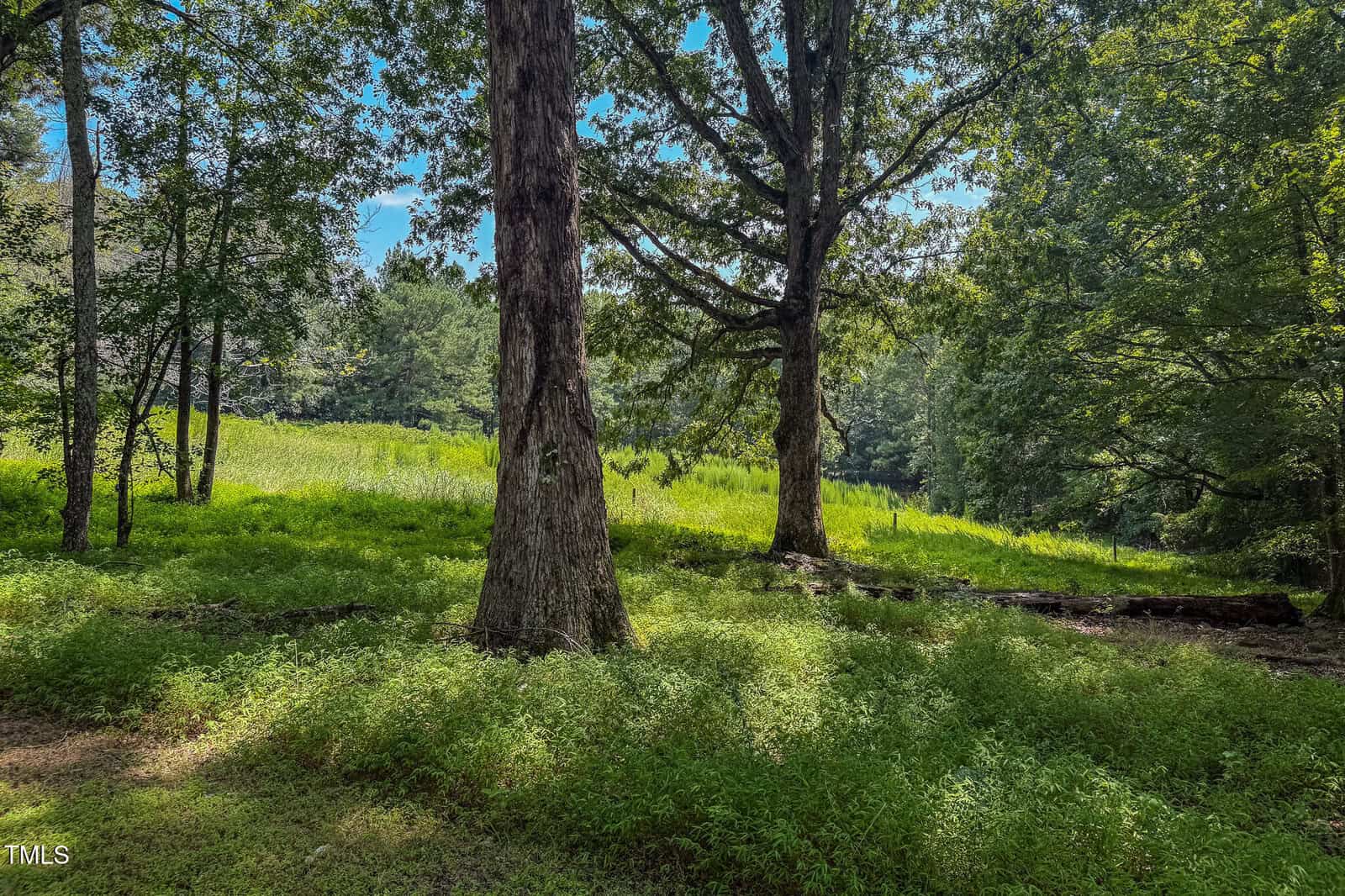 Sunlight filters through tall trees onto a green forest floor and an open, grassy meadow in the background, creating a peaceful, natural outdoor scene.