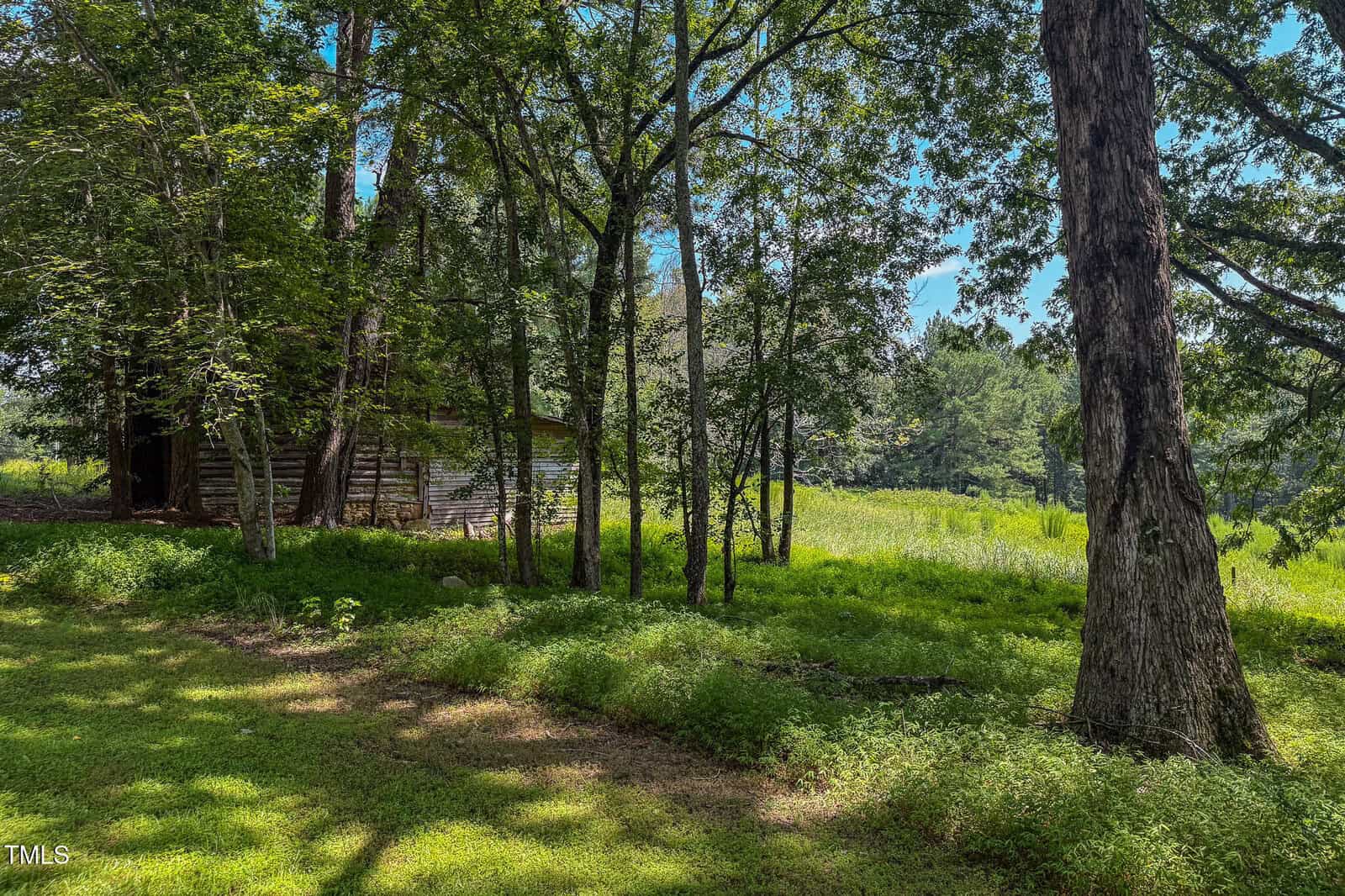 A wooden cabin sits partially hidden among tall trees, with sunlight filtering through the branches onto a grassy clearing. The background features more greenery and an open, sunlit field.