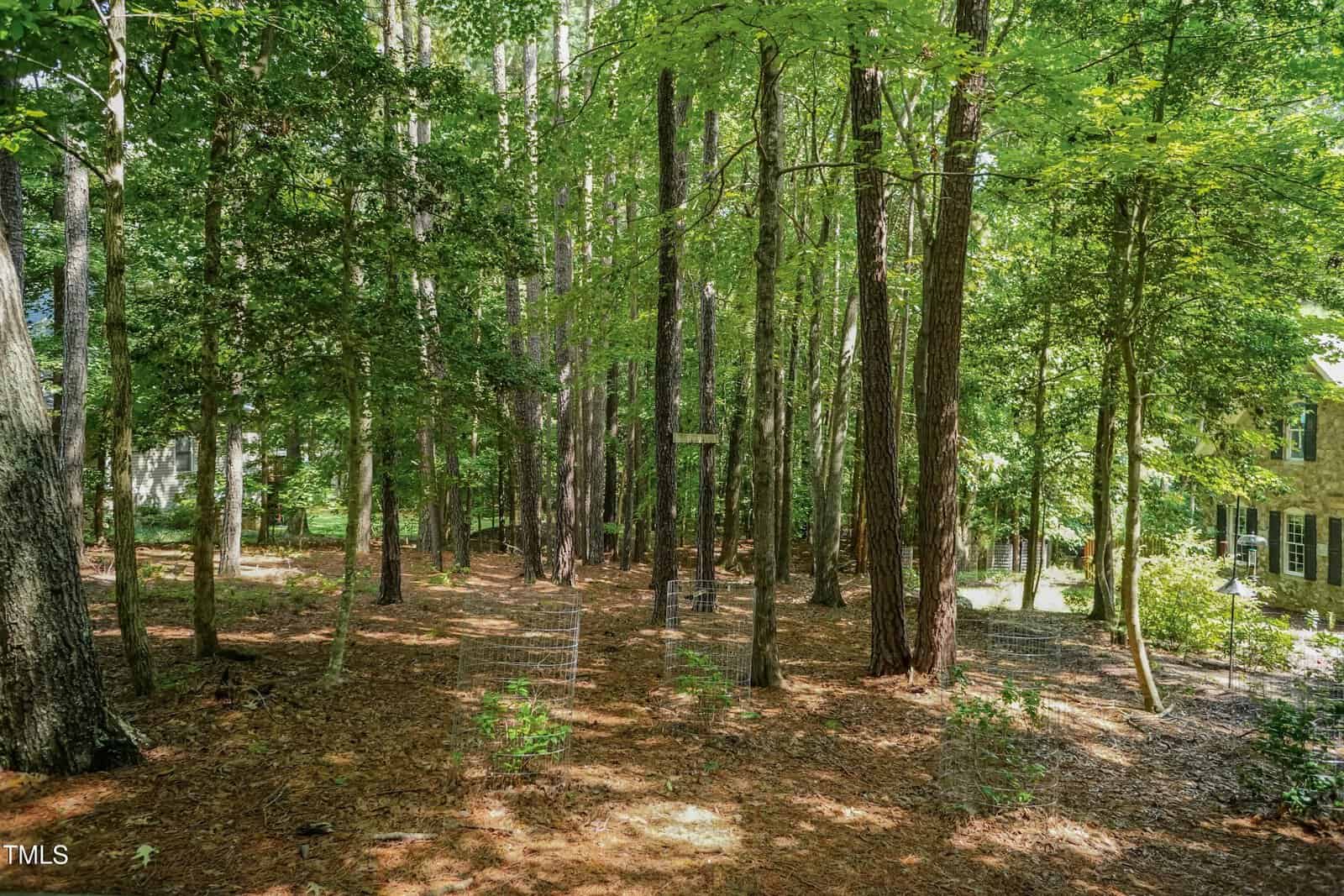 A wooded backyard with tall trees and patches of sunlight filtering through the leaves. The ground is covered with pine needles, and a house with light-colored brick siding is partially visible on the right side.